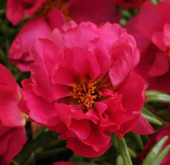 Portulaca, Happy Hour Fuchsia