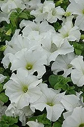 Petunia, Dreams White