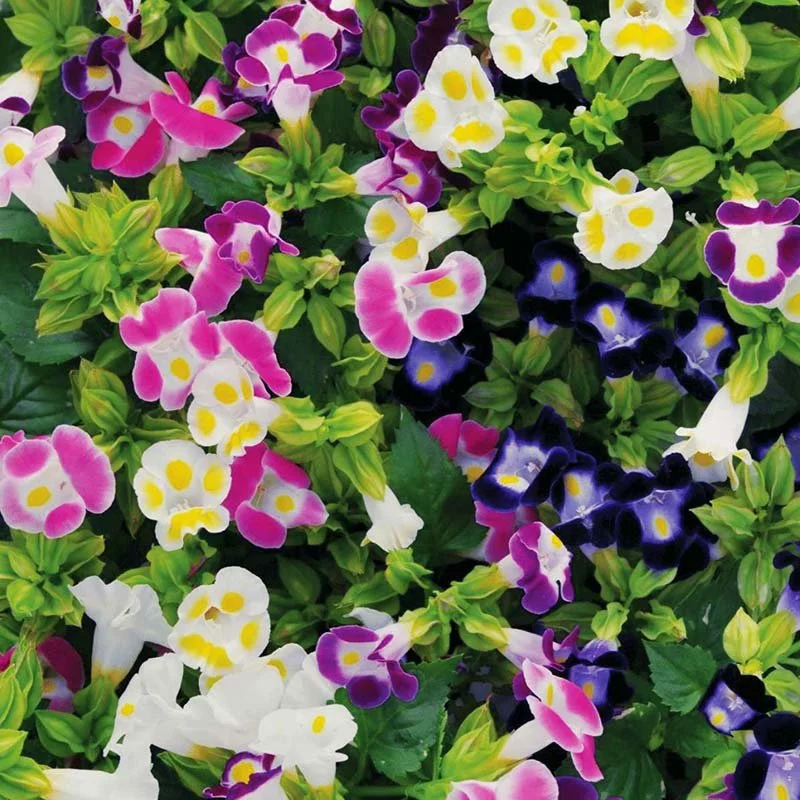 Torenia, Kauai Mix