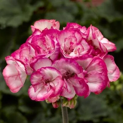 Geranium, Tango Strawberry Ice