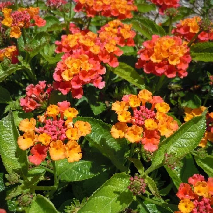 Lantana, Assorted