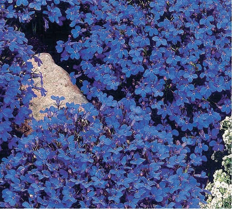 Lobelia, Crystal Palace