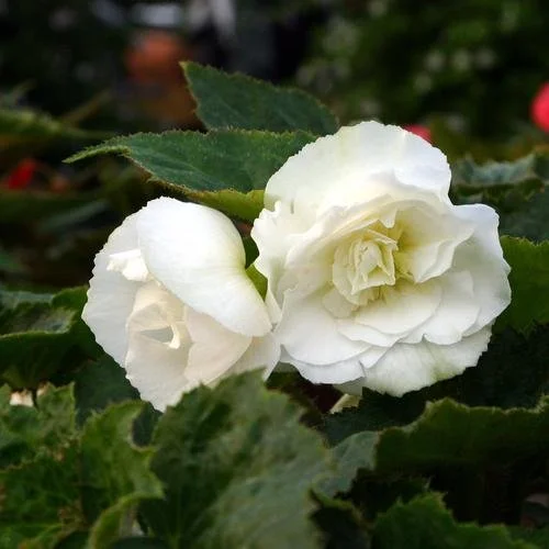 Begonia, Non Stop White