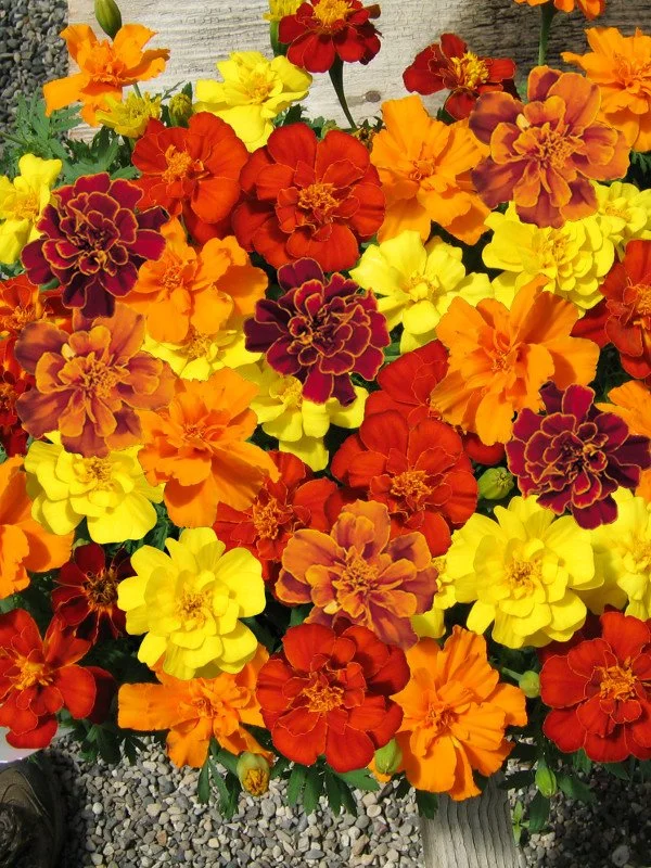 Marigold, Safari Mix