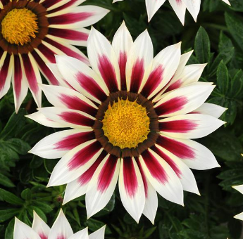 Gazania, New Day Rose Stripe