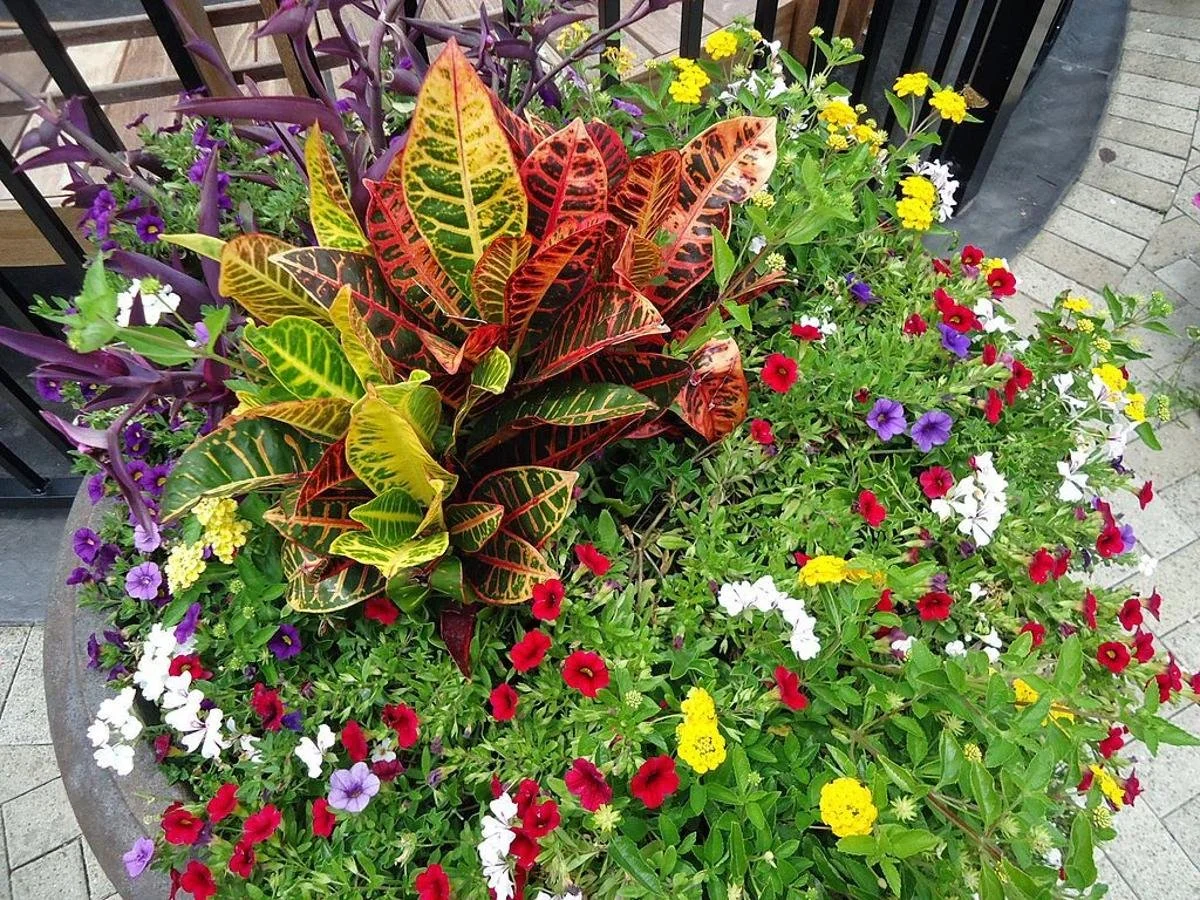 15" Square Planter Sun Mix