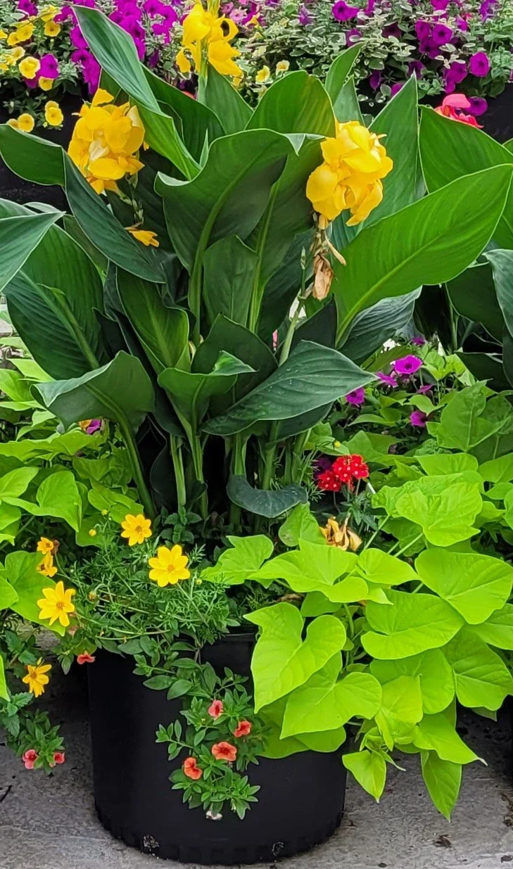 16" Round Planter Shade Mix