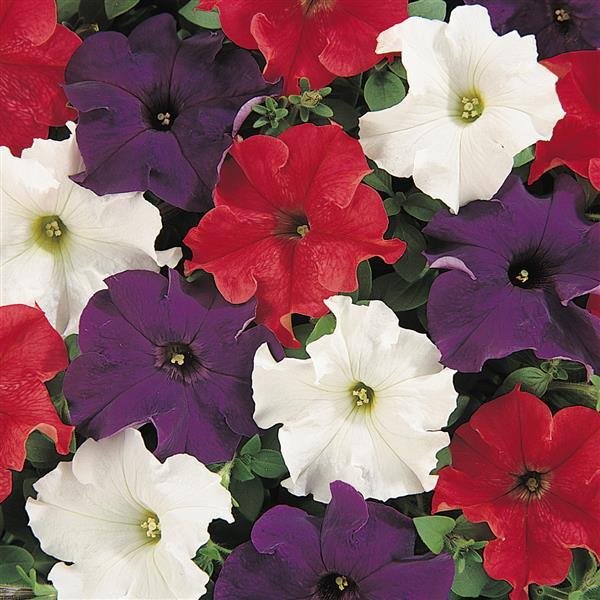 Petunia, Dreams Mix