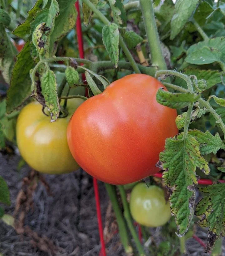 Tomato, Early Girl Bush