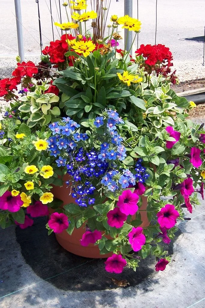 13.5" Round Planter Sun Mix