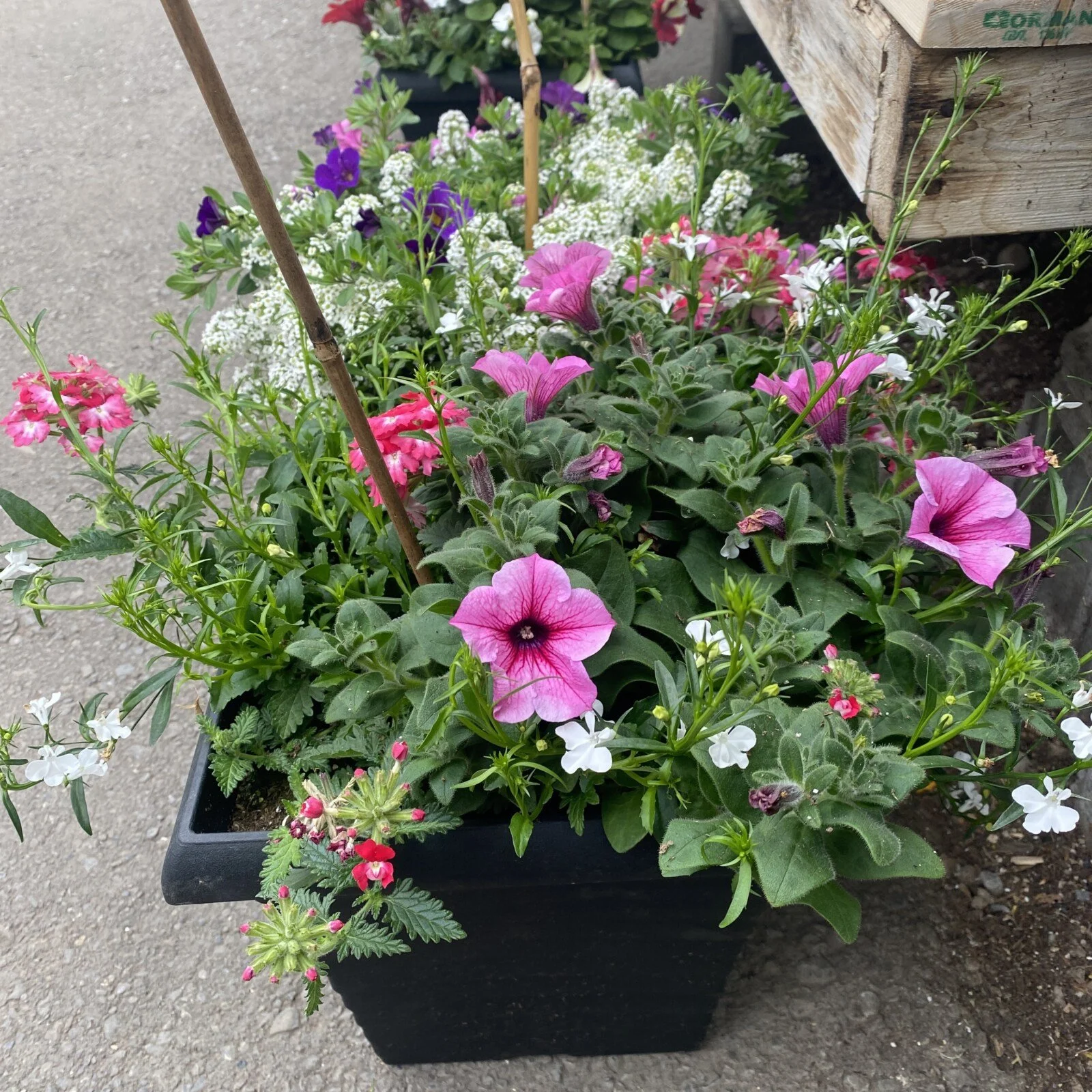 12" Square Planter Sun Mix