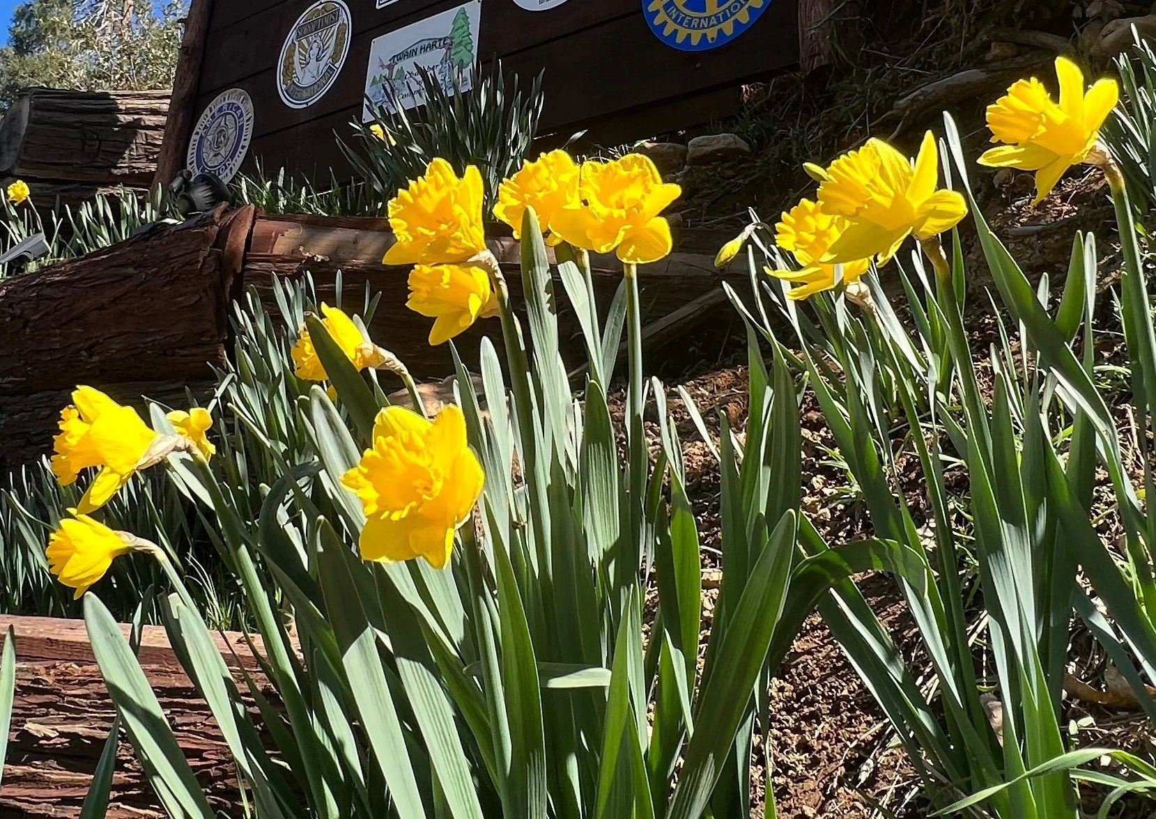 Projects — Twain Harte Homeowners