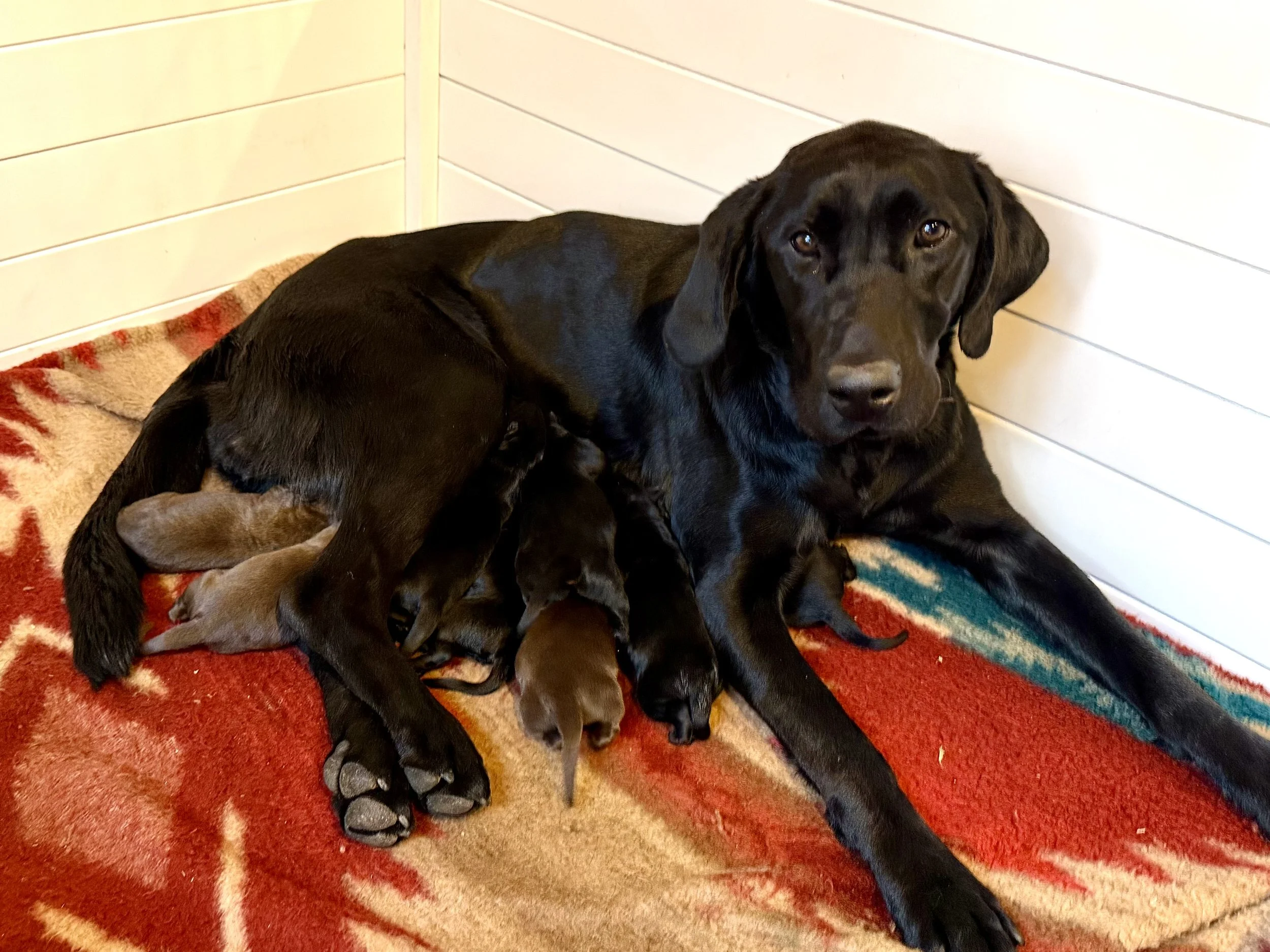 Jet and Ridge, 8 puppies!