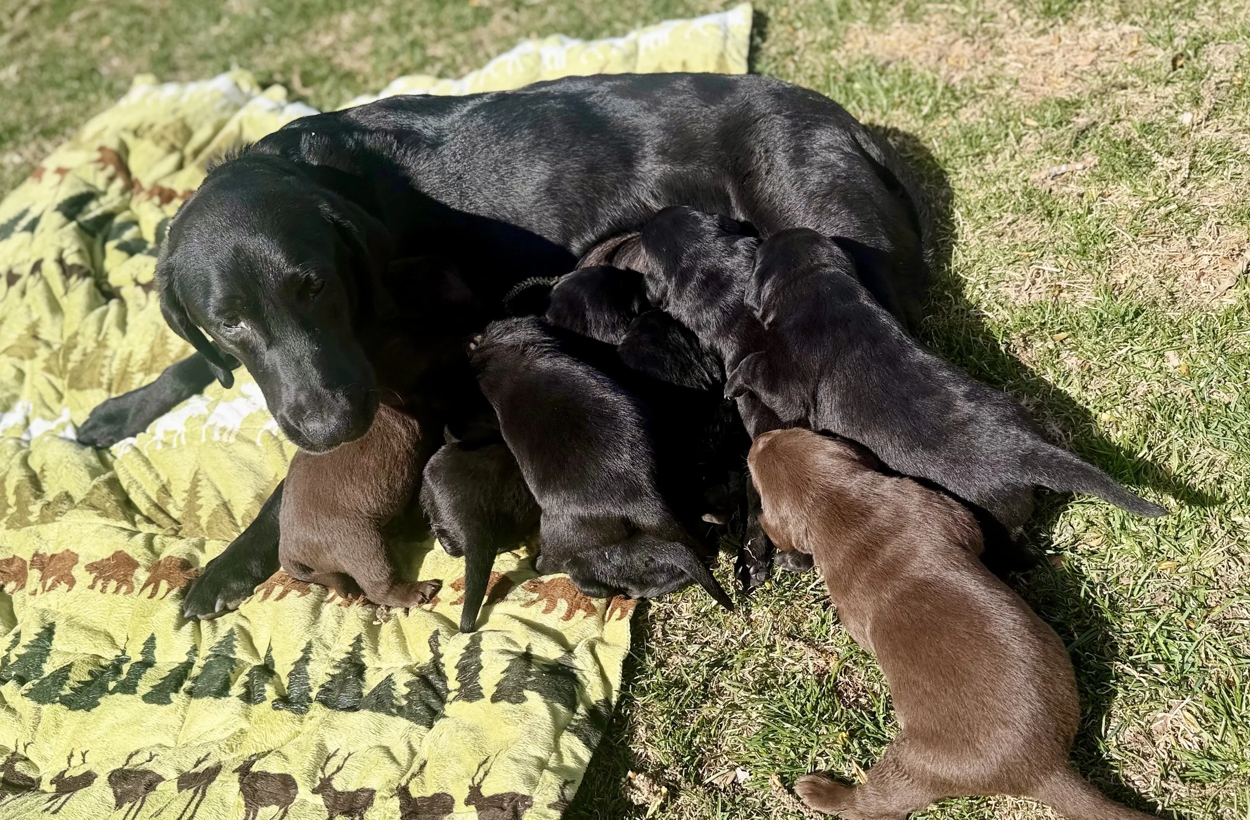 Luci and Ridge have 7 puppies