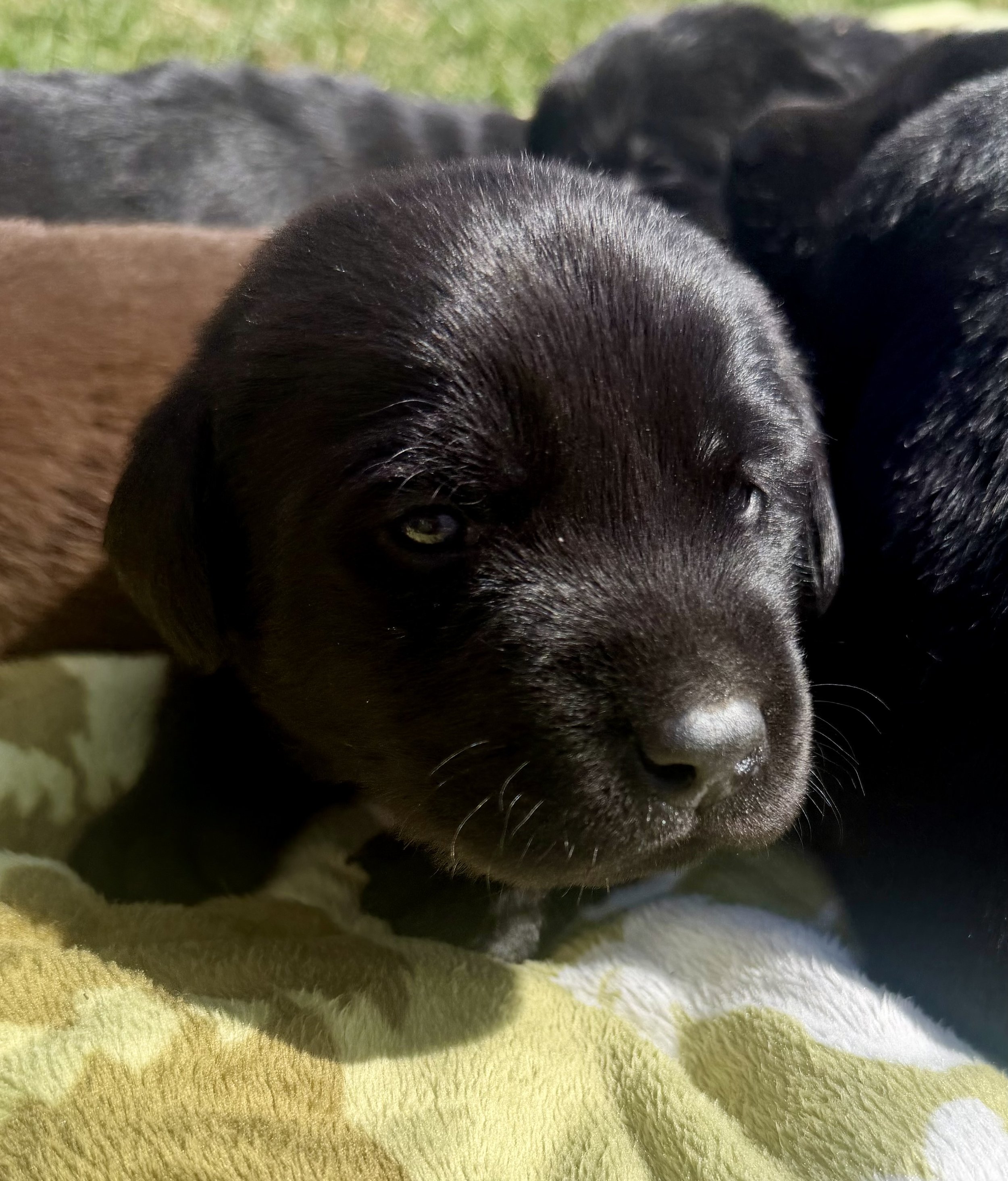 Black Male Puppy Available