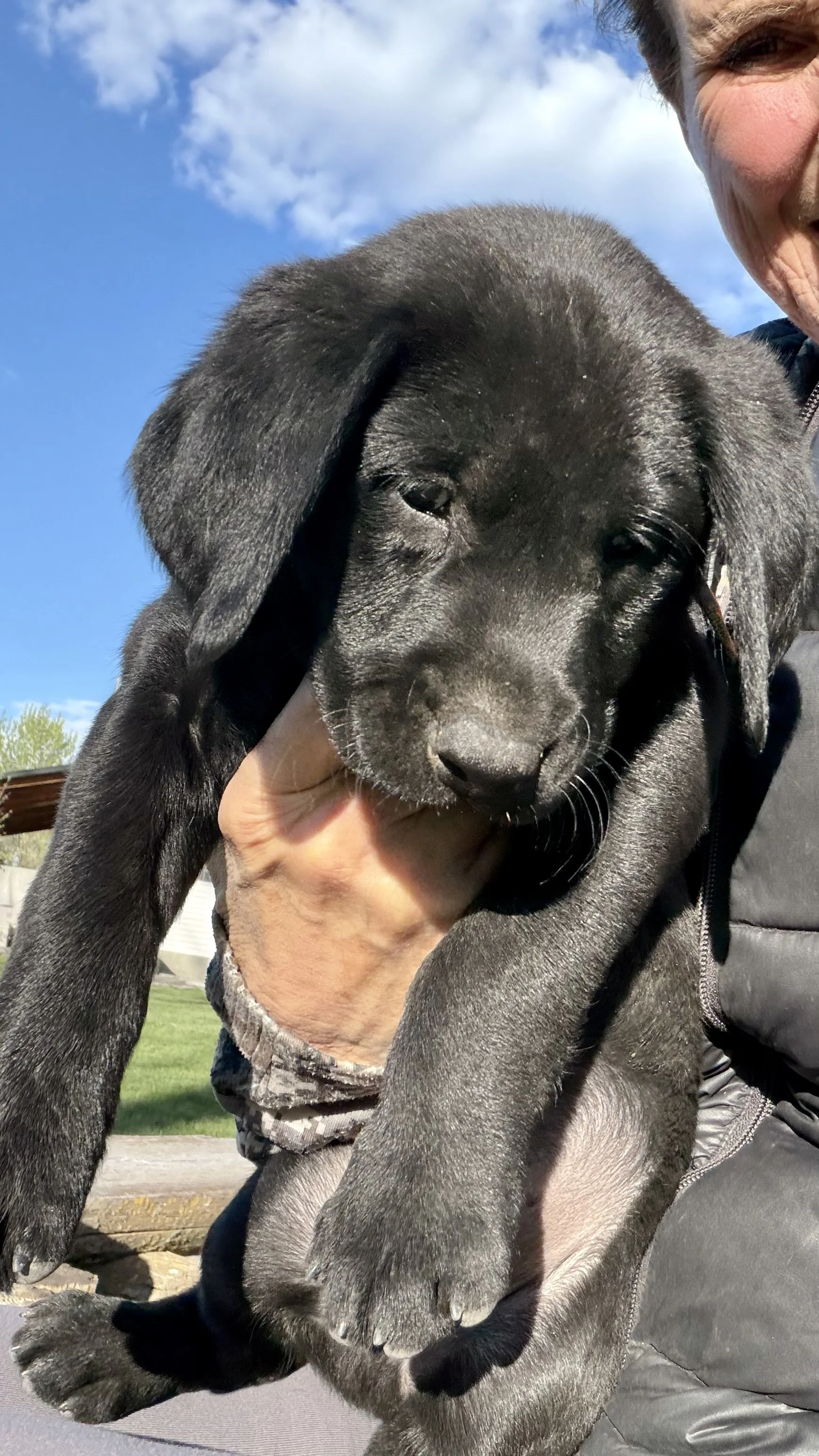 All our puppies out of Luci and Ridge have gone to great homes!