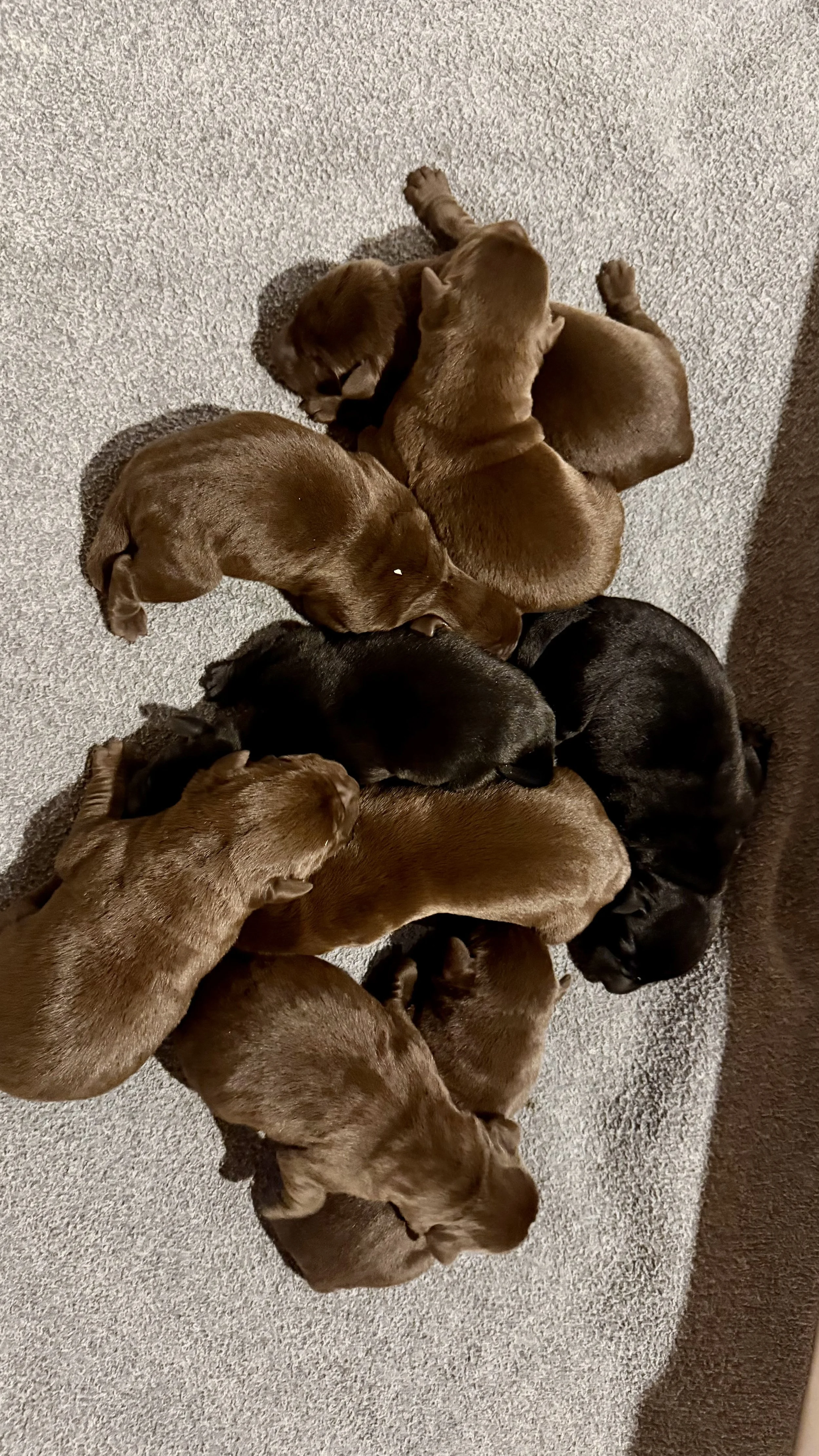 Male puppy available from the current Jet/Ridge Litter