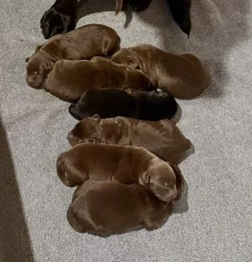Jet puppies all reserved!