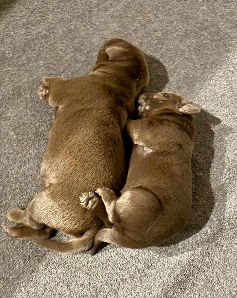 Roxi has a puppy available!