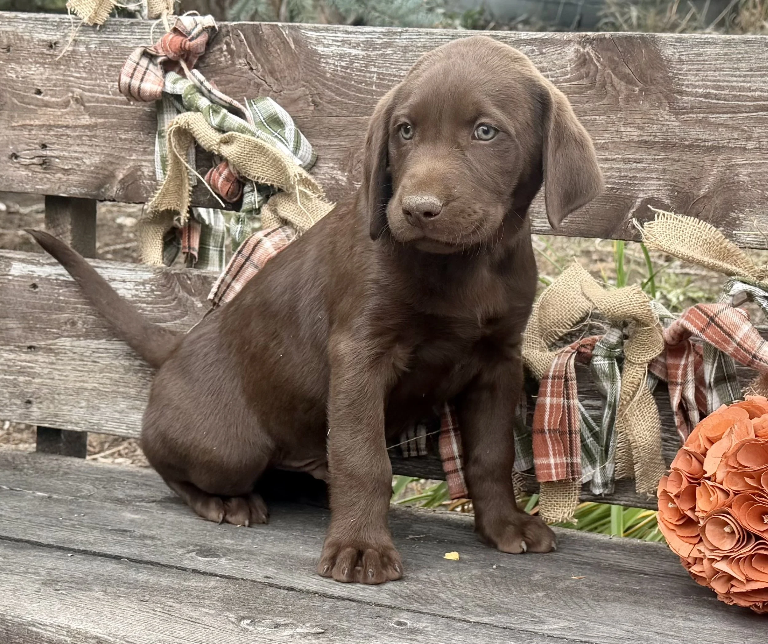 Puppies available now!