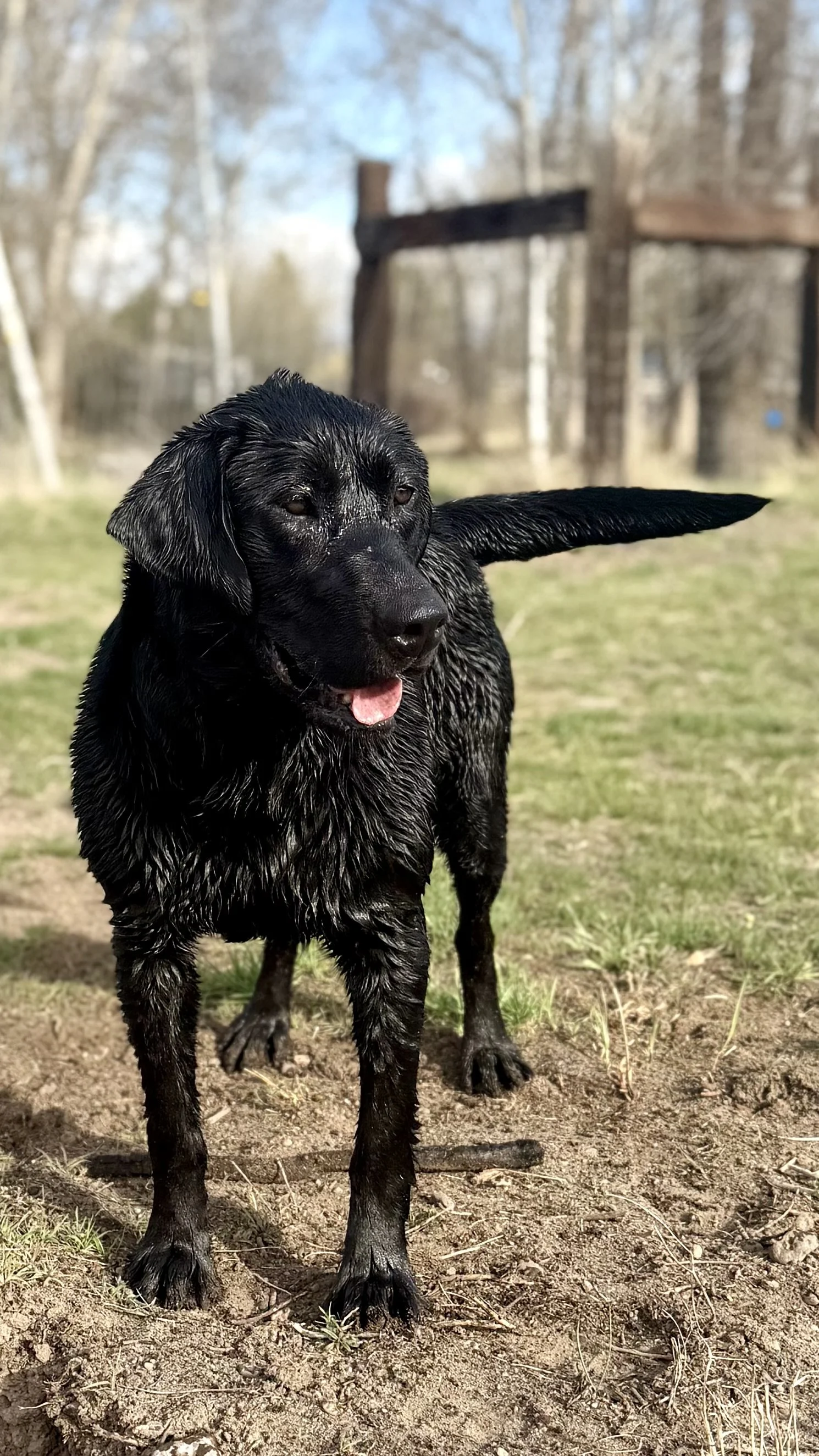 Jet