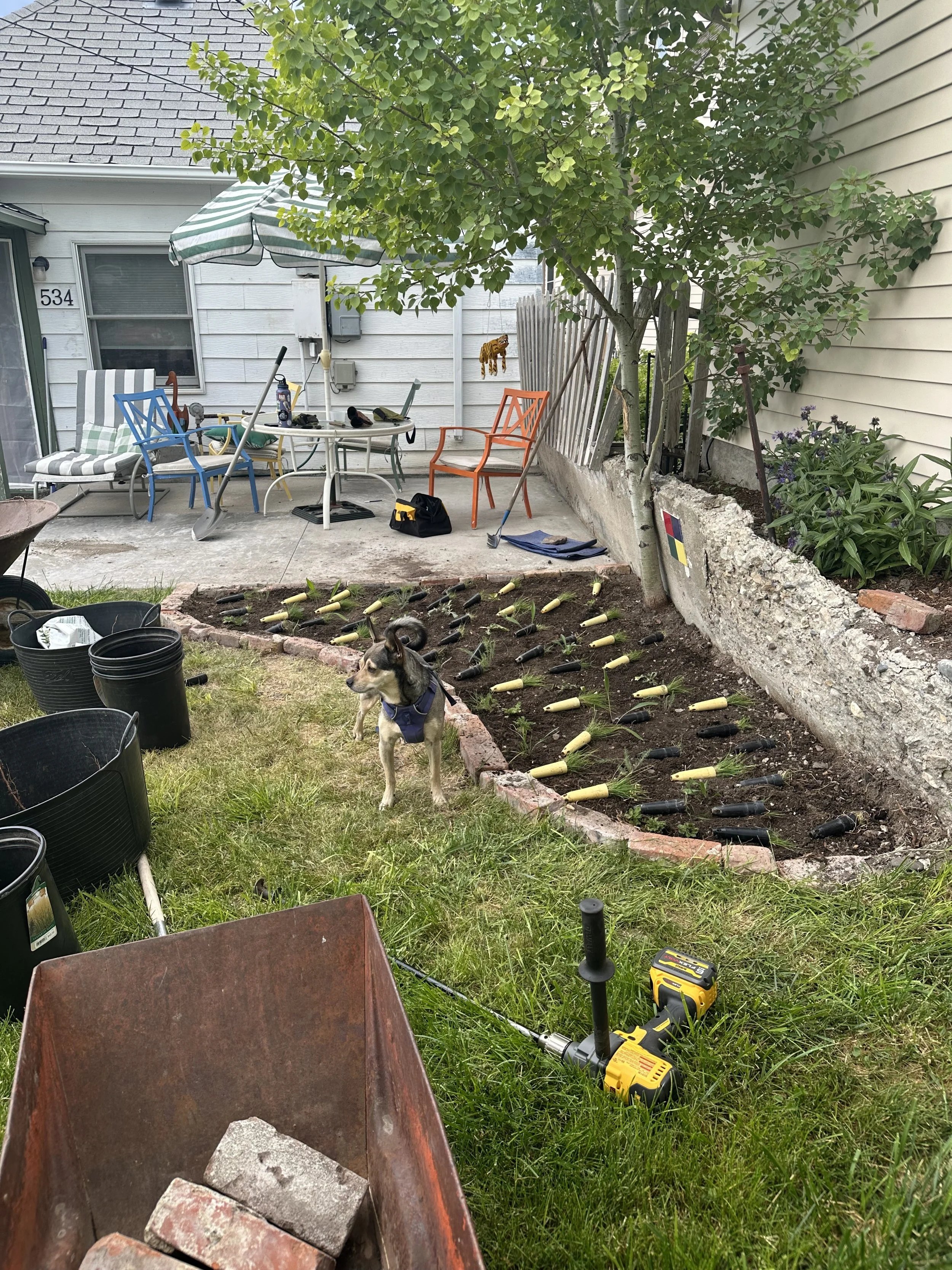 A backyard garden scene with a dog standing on grass and dirt, surrounded by gardening tools and supplies. There are black and yellow watering cans, a leaf blower, black buckets, and a wheelbarrow. The garden bed has young plants with yellow and blac