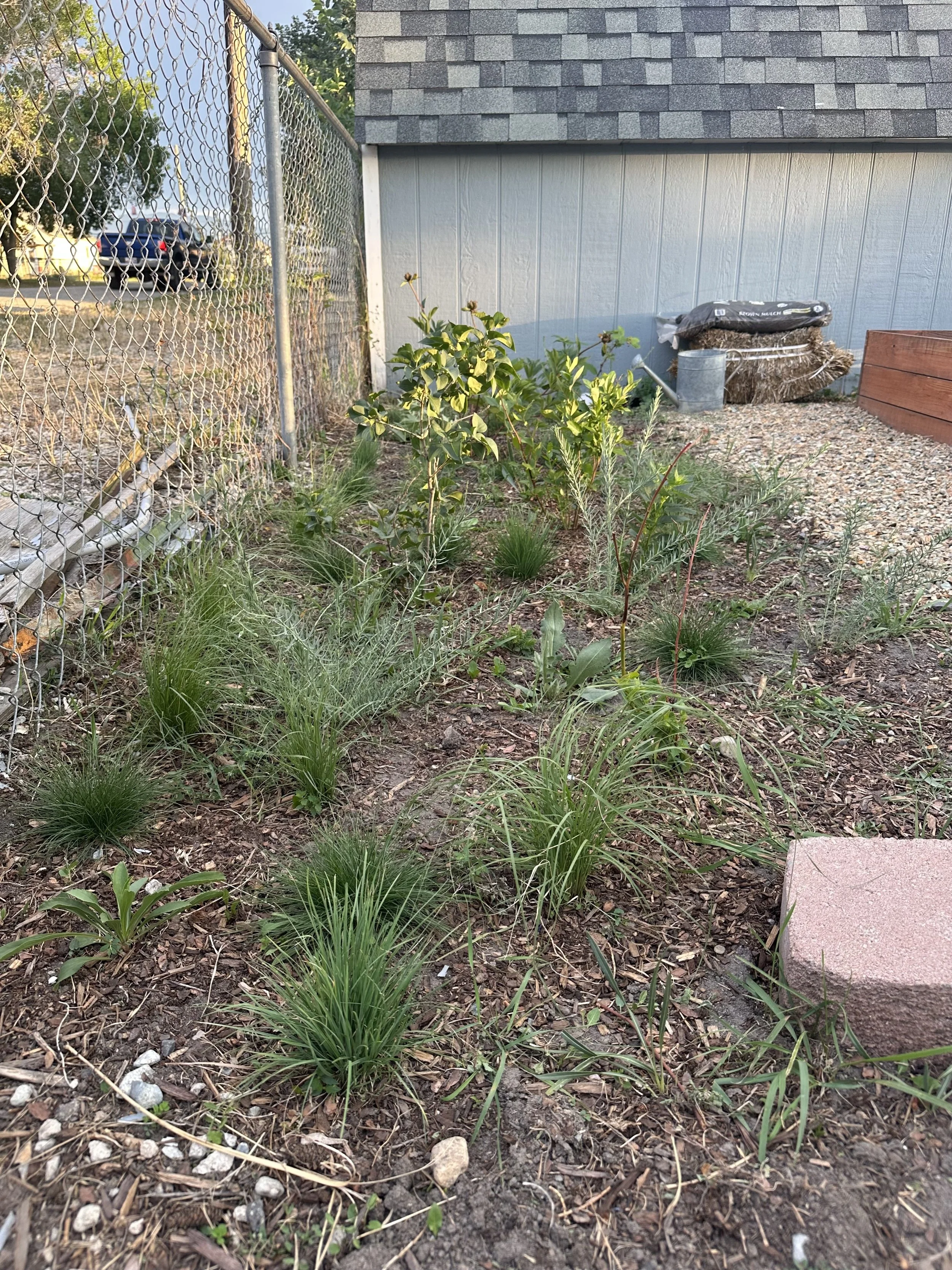 A small garden bed with green plants and grasses, bordered by a chain-link fence on the left and a house with gray siding and shingle roof in the background. There is a gravel area with gardening supplies and a large brick in the right foreground.