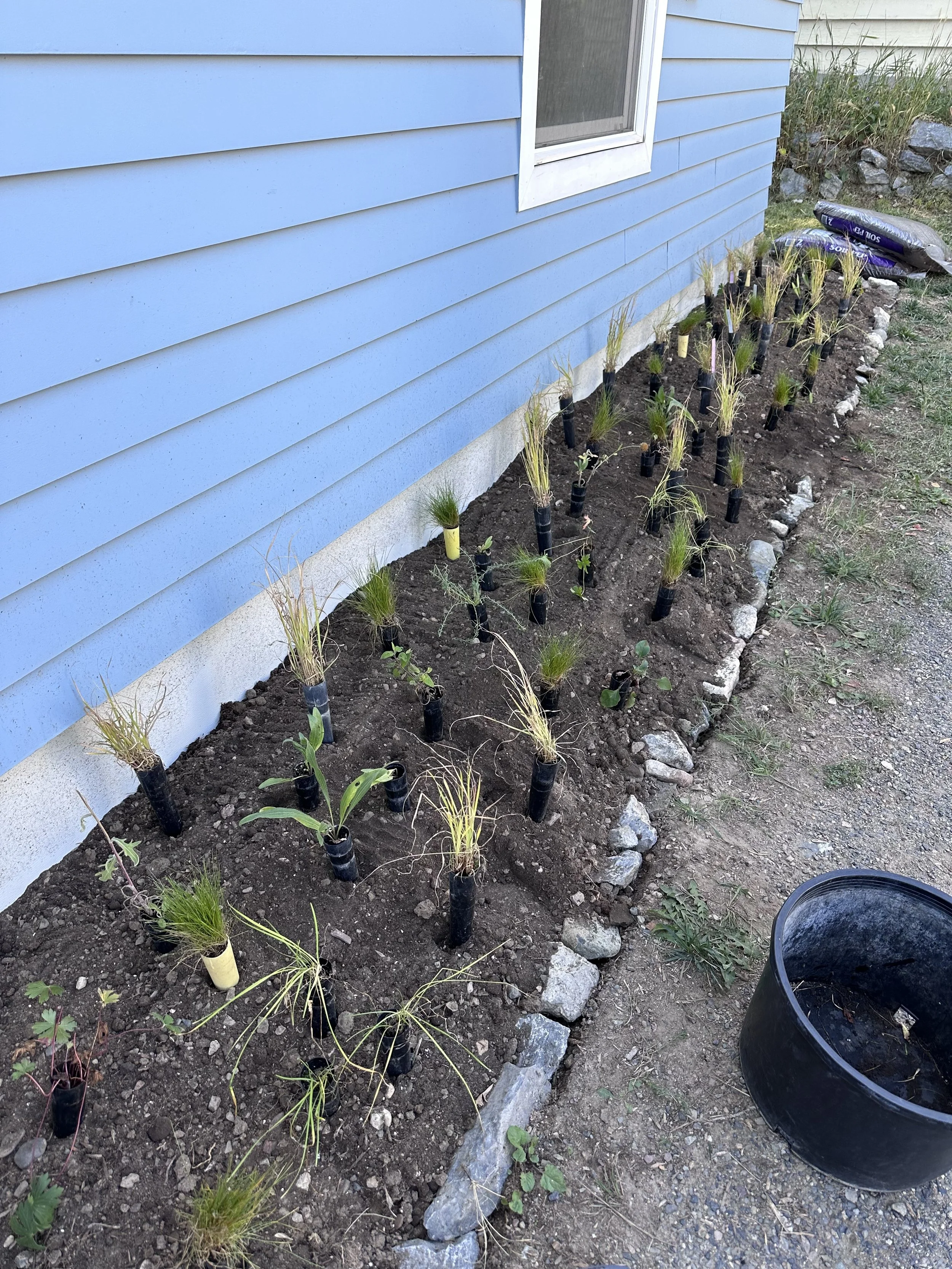 Newly planted grass and plants in front of a blue house with soil and rocks, and a black bucket nearby.