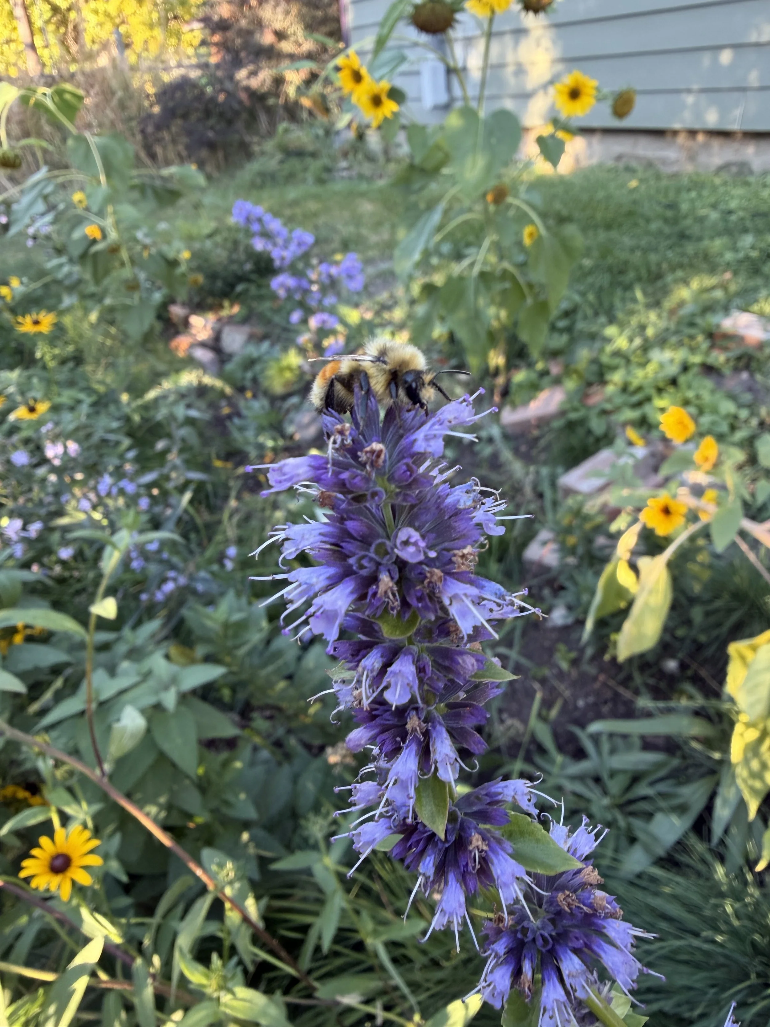 Close-up of a bumblebee on a purple hyssop flower in a garden with yellow and purple flowers in the background.