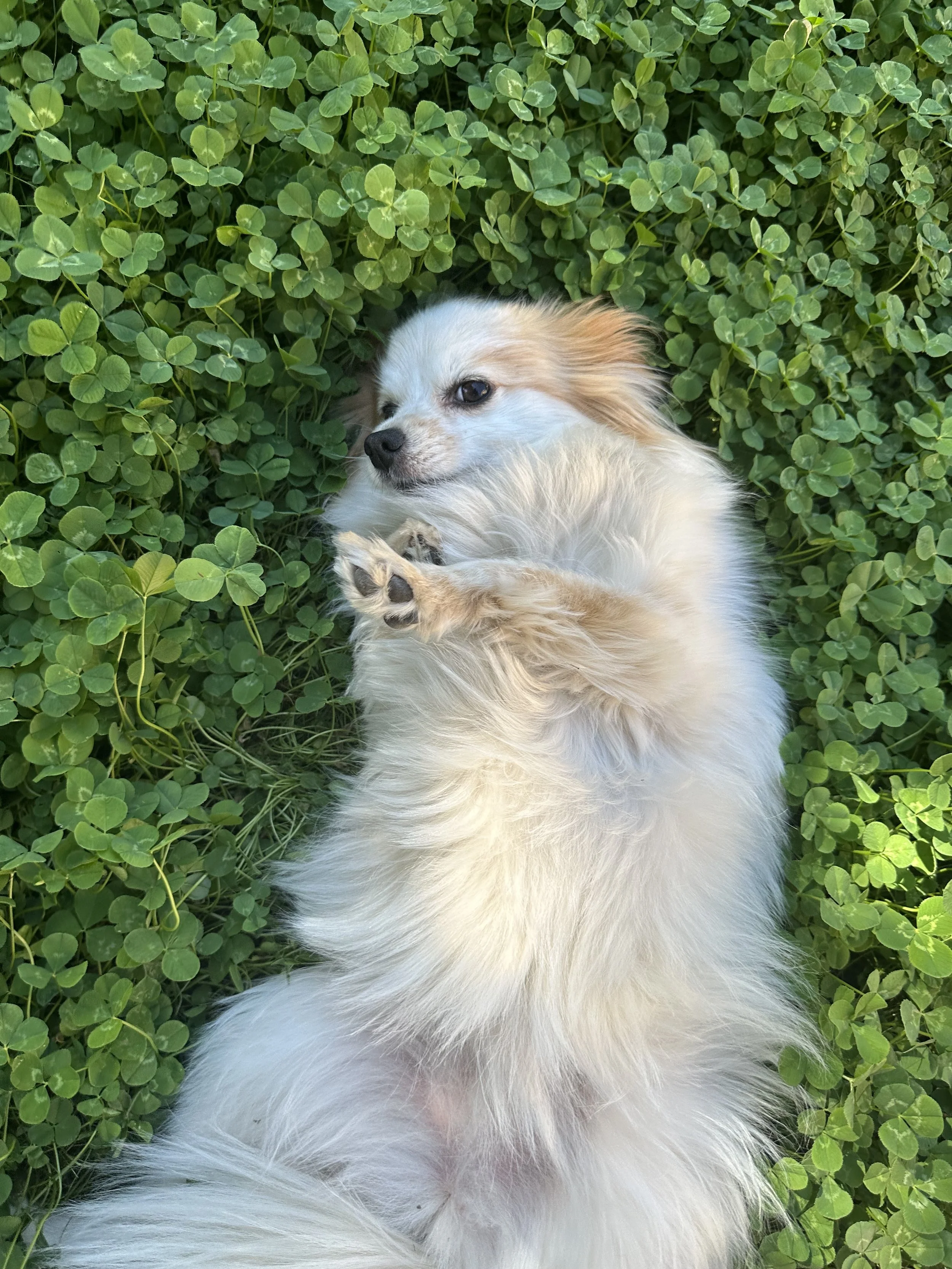 A small, fluffy dog with white and tan fur lying on its back on green clover leaves, looking at the camera.