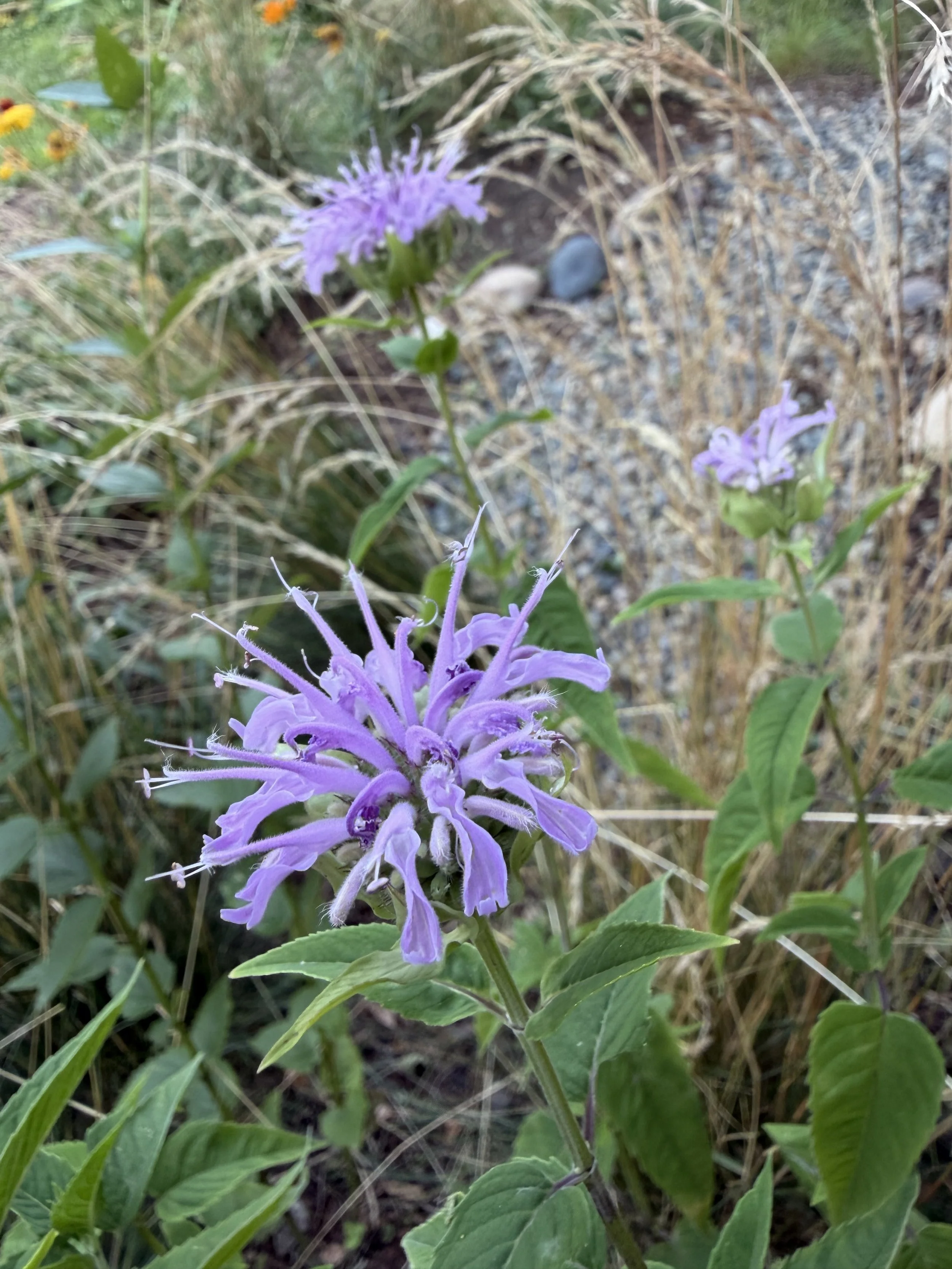 IMG_4722.jpeg