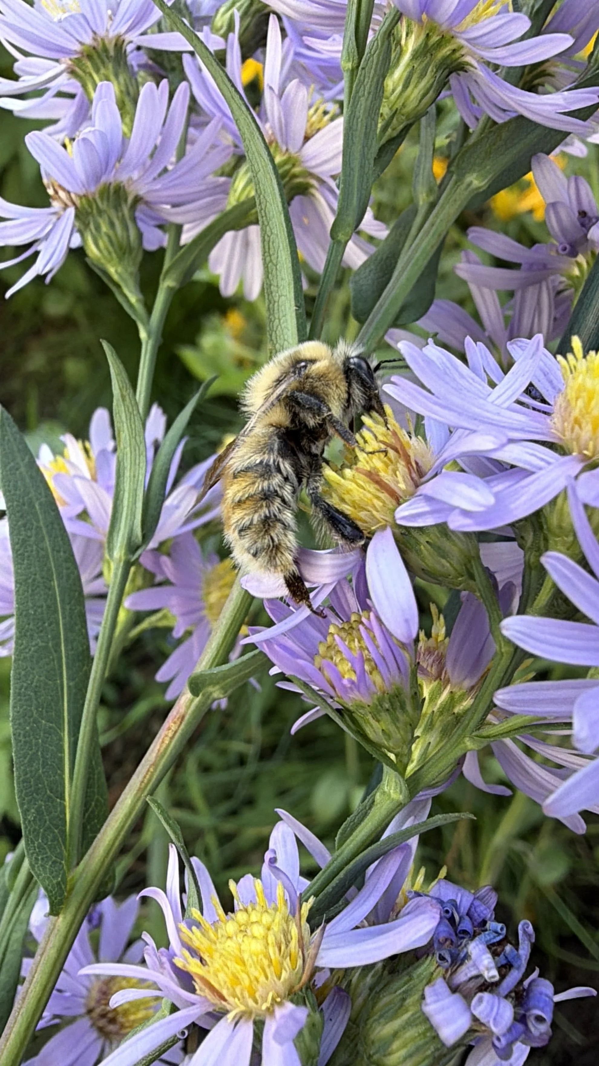 Close-up of a bee collecting nectar from purple aster flowers with yellow centers, surrounded by green leaves.