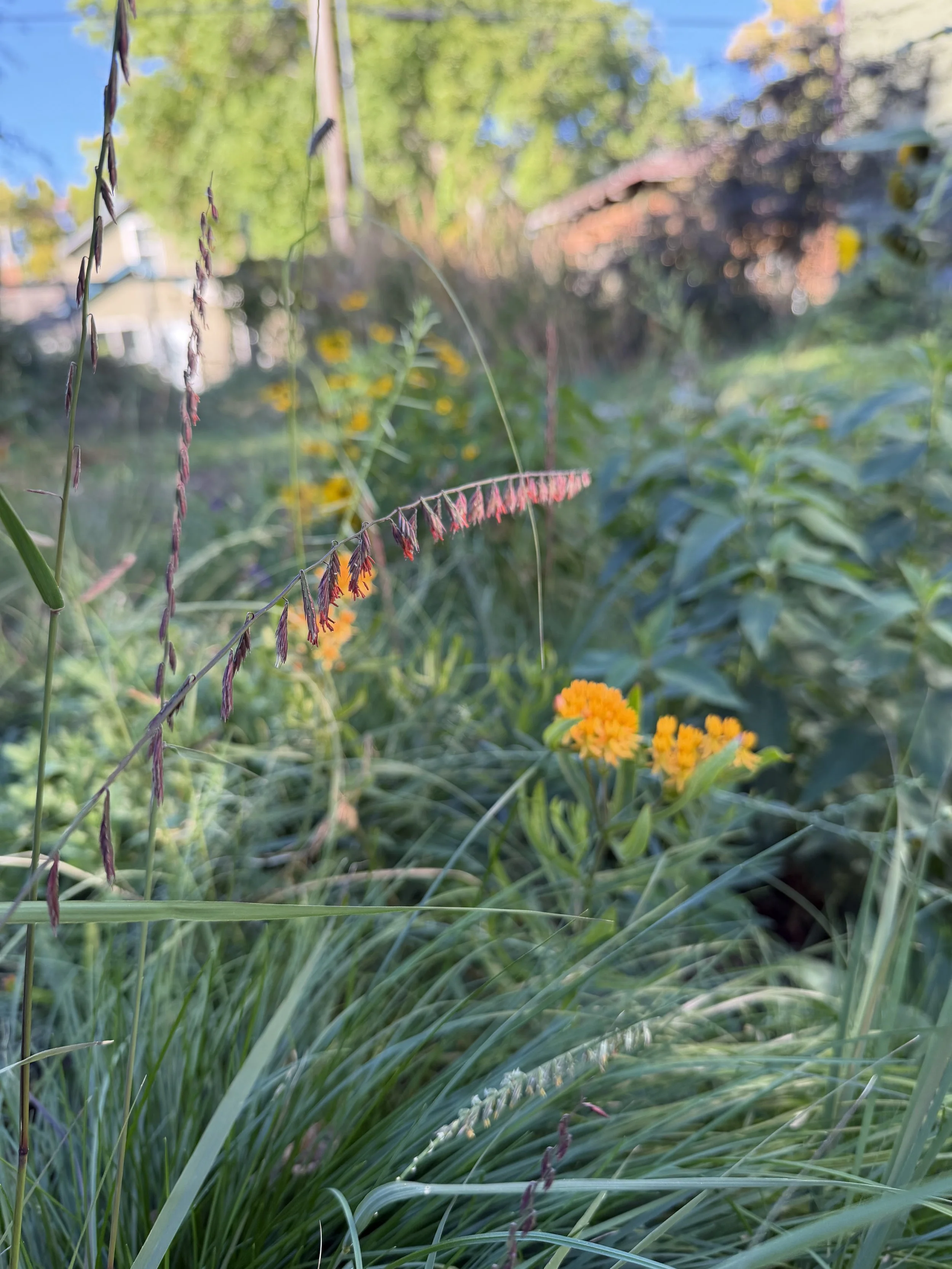 Close-up of wildflowers with orange flowers and purple seed heads in a garden or park, with trees and houses in the background.