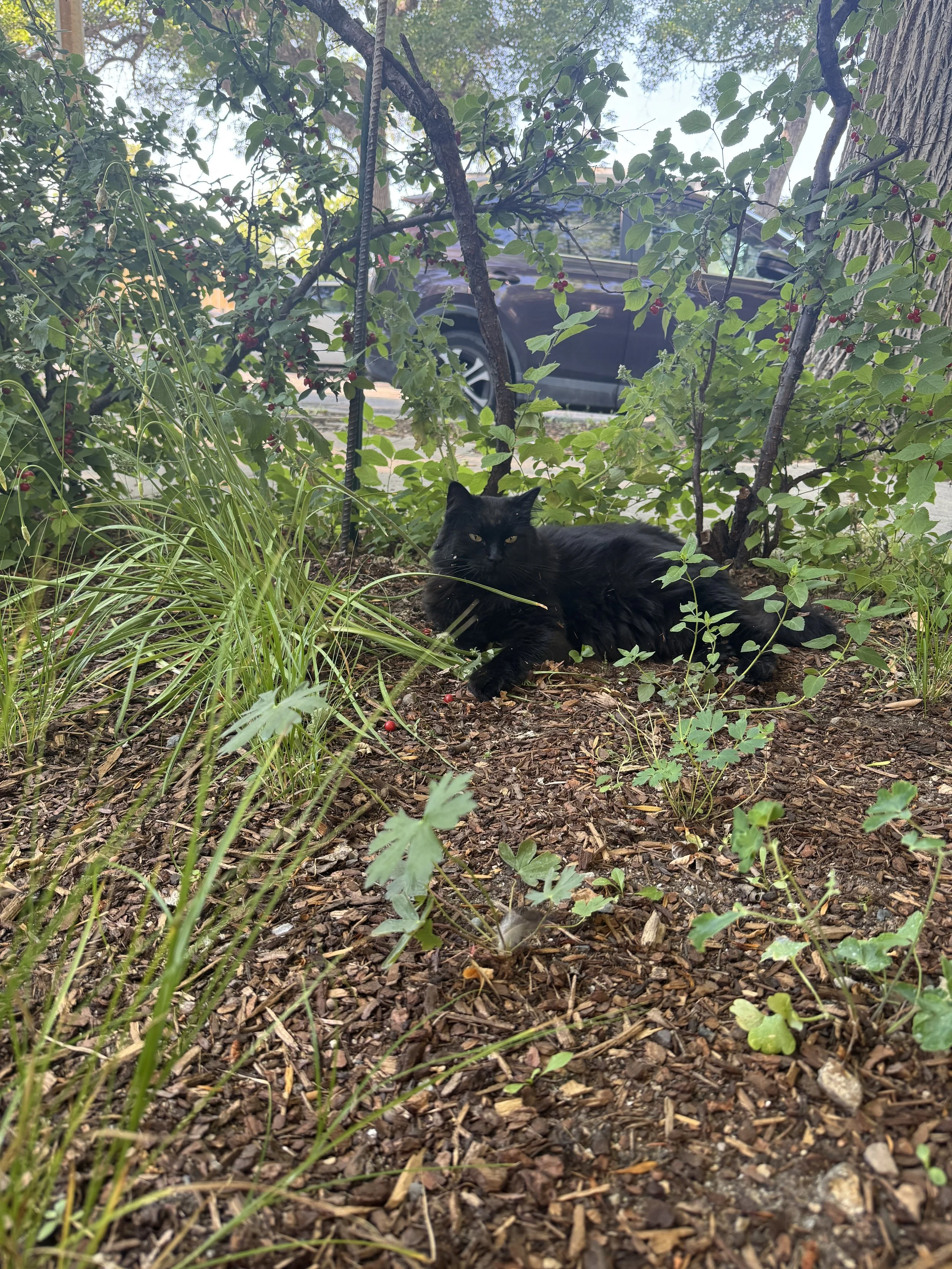 A black cat resting in a garden bed with mulch, surrounded by various green plants and shrubs. In the background, a car is parked on the street.