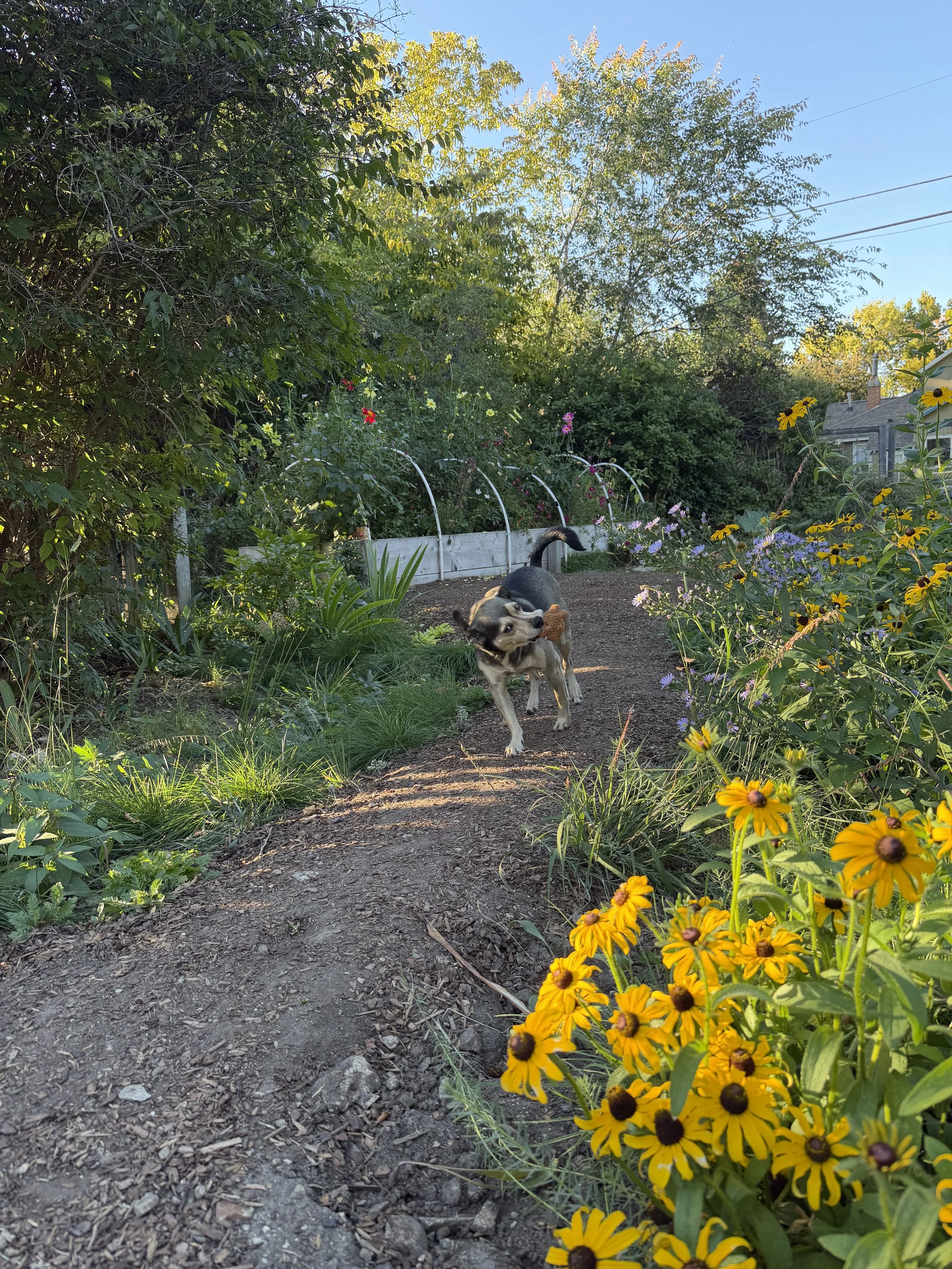 A dog running on a dirt path in a colorful garden with yellow flowers and lush green trees in the background on a sunny day.