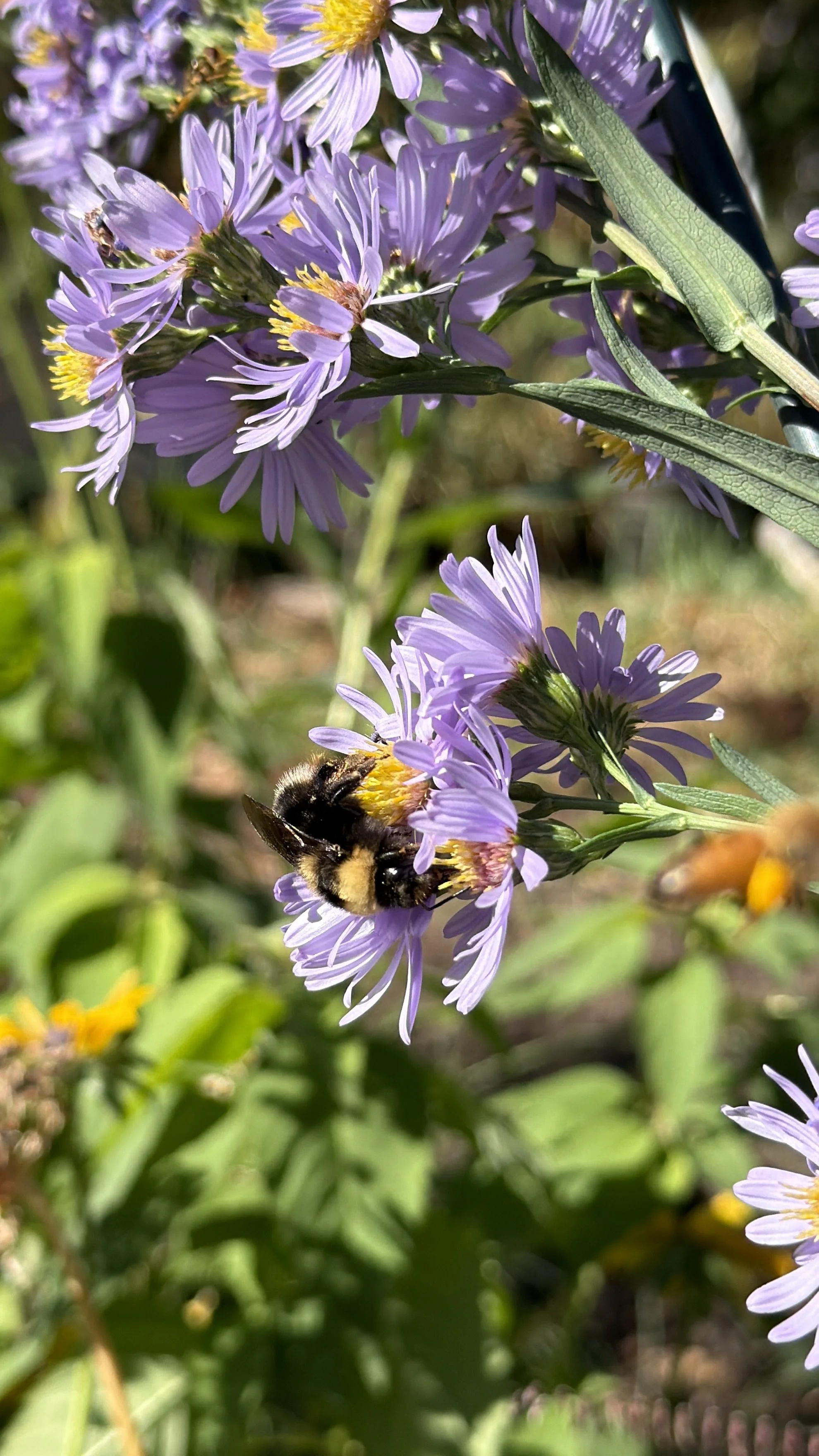 Close-up of purple aster flowers with a bumblebee collecting nectar.