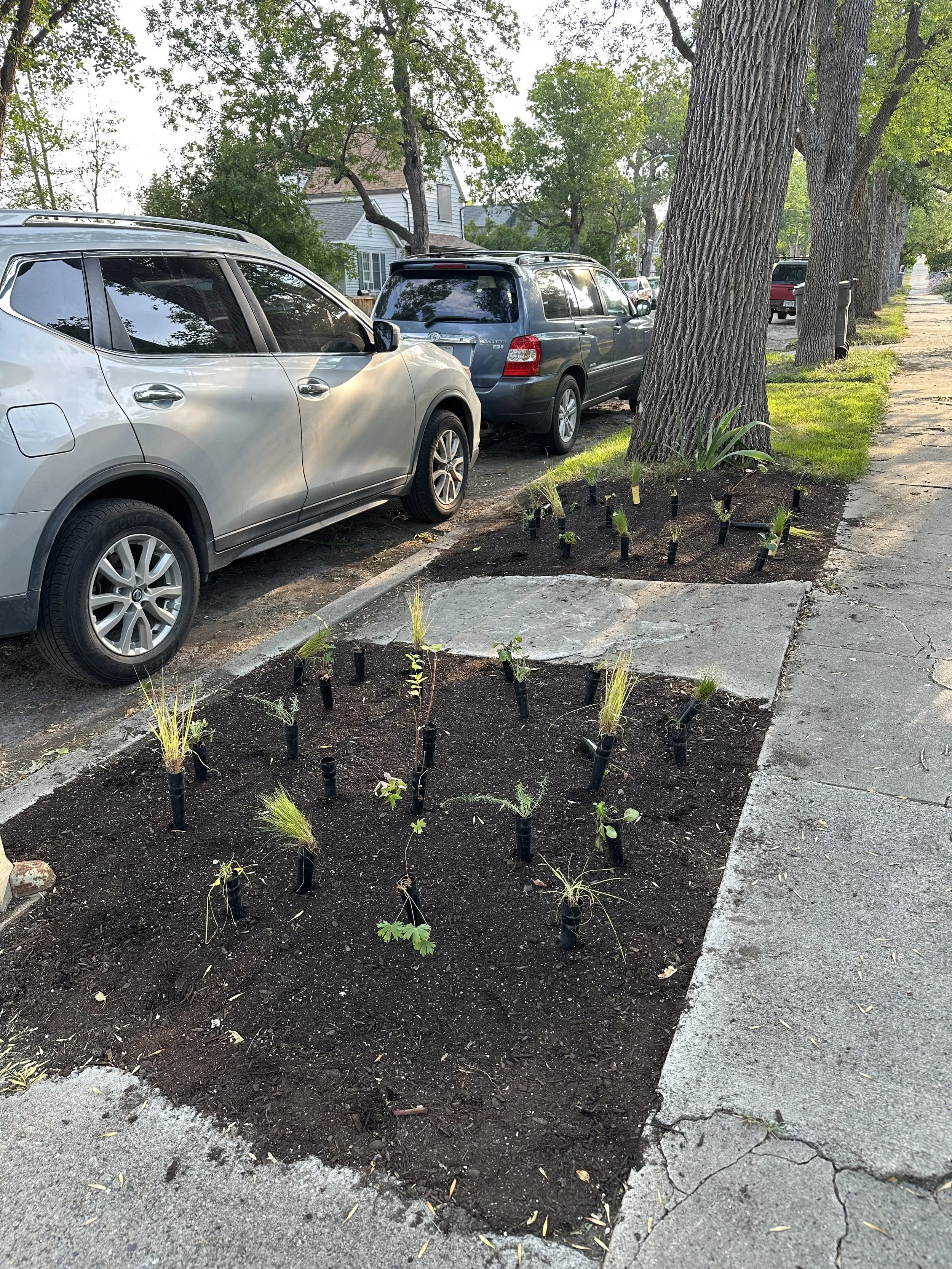 Newly planted flowers and grasses in freshly tilled soil on a sidewalk, with parked cars and trees in a residential neighborhood in the background.