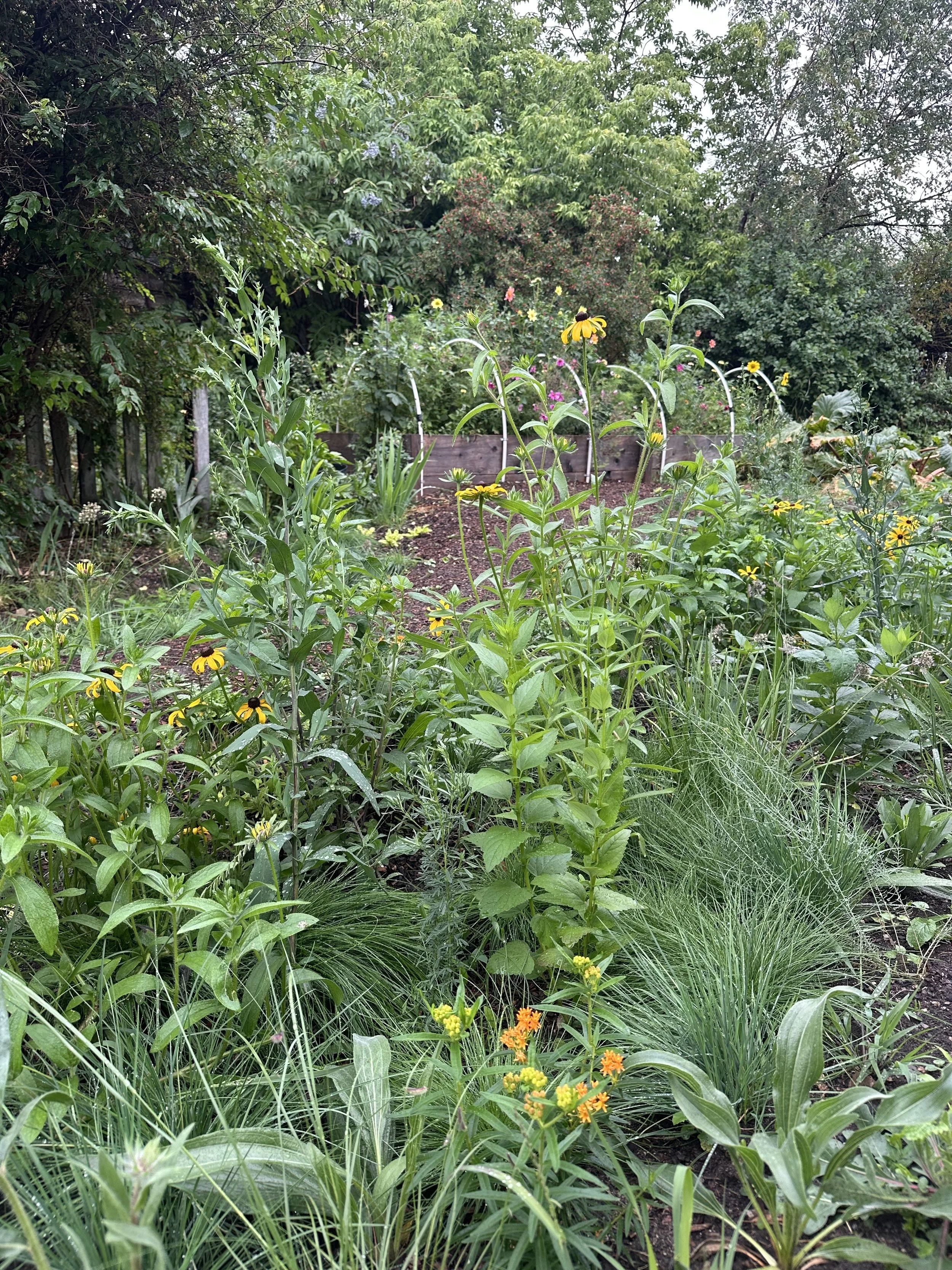 A lush garden with various green plants and colorful flowers, including yellow, orange, pink, and purple blooms, surrounded by trees and shrubs.