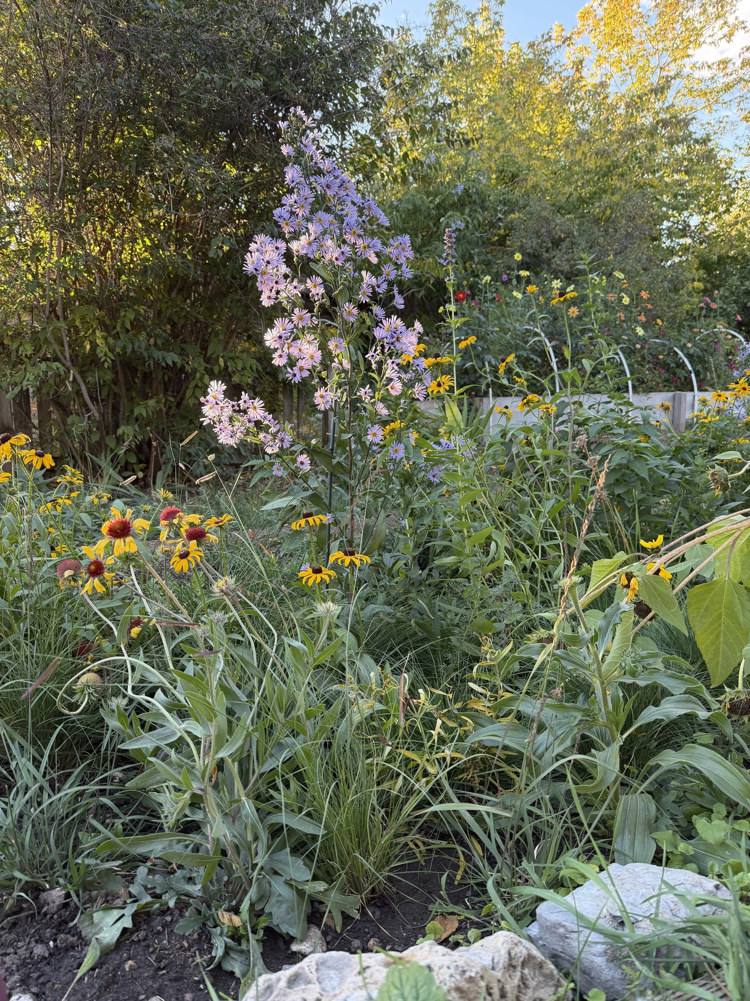 A lush garden scene with flowering plants, including purple daisies and yellow coneflowers, surrounded by green foliage and trees in the background.