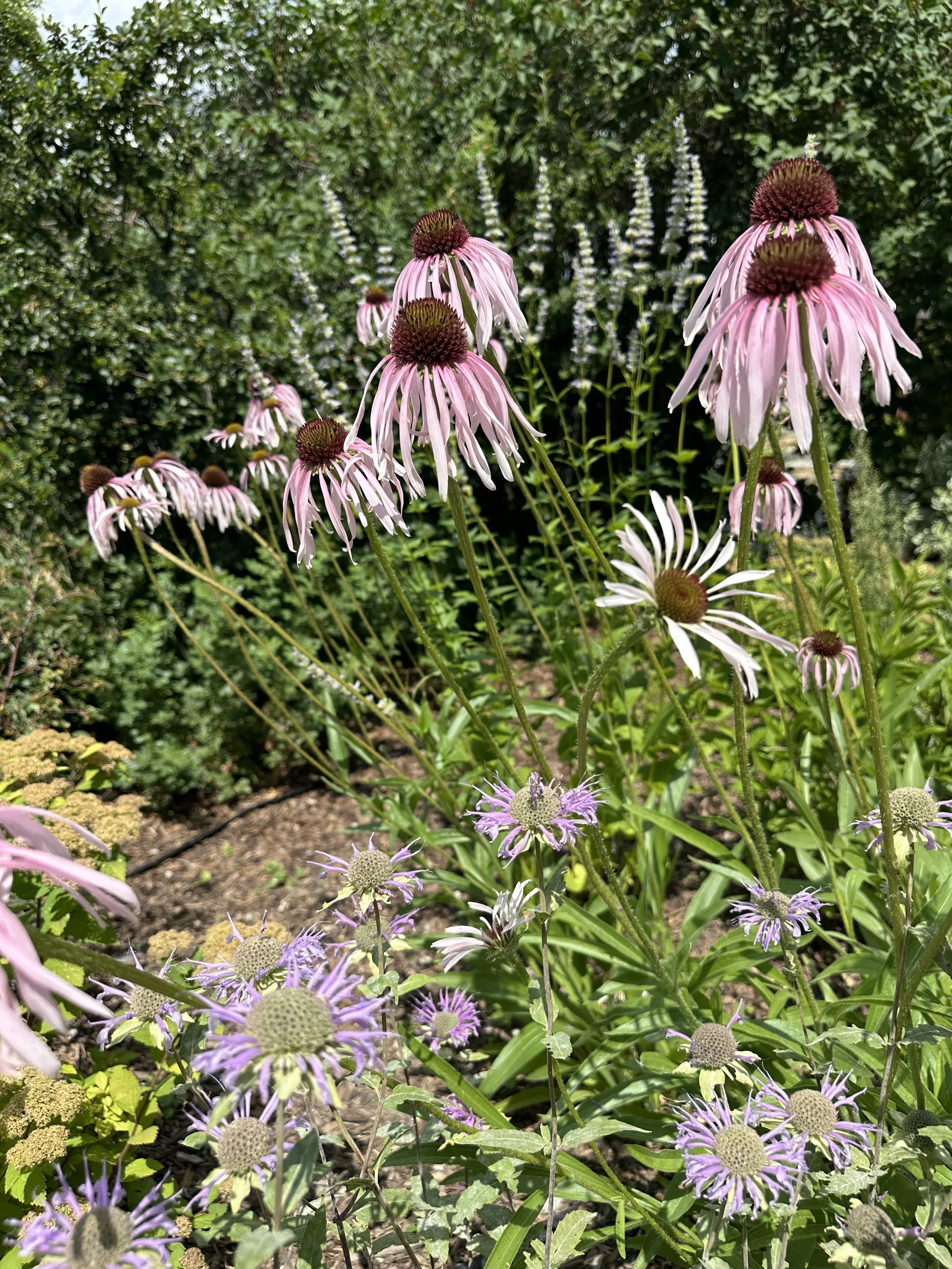 Pink coneflowers with purple and beige flowers in a garden bed.