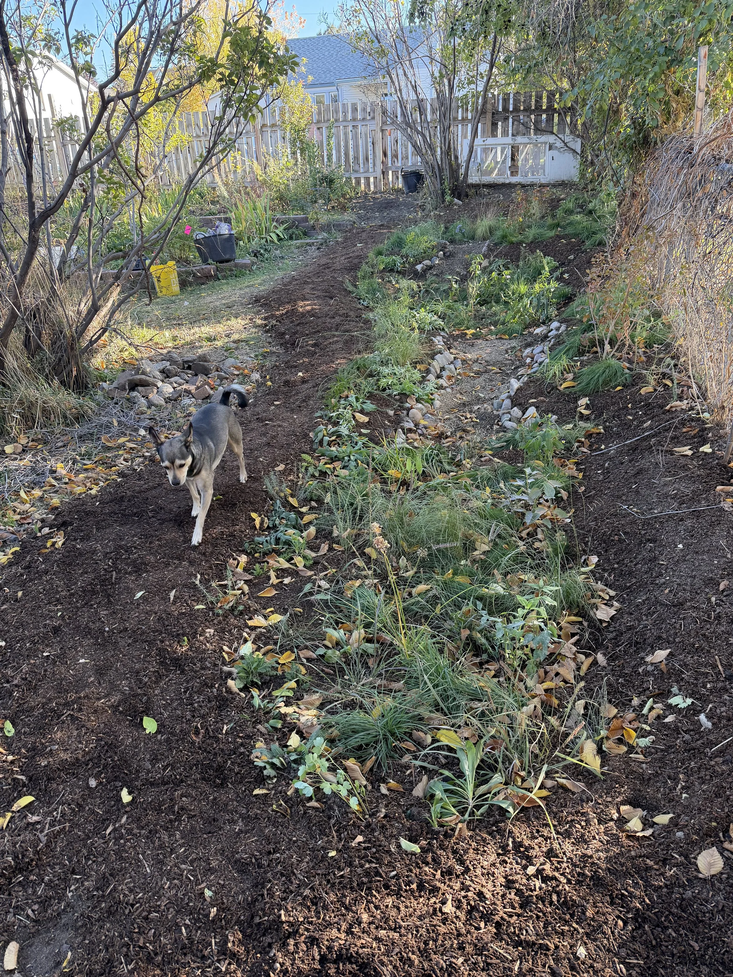 A garden with a dirt path, various plants and trees, a wooden fence, and a small dog walking on the path in the backyard.