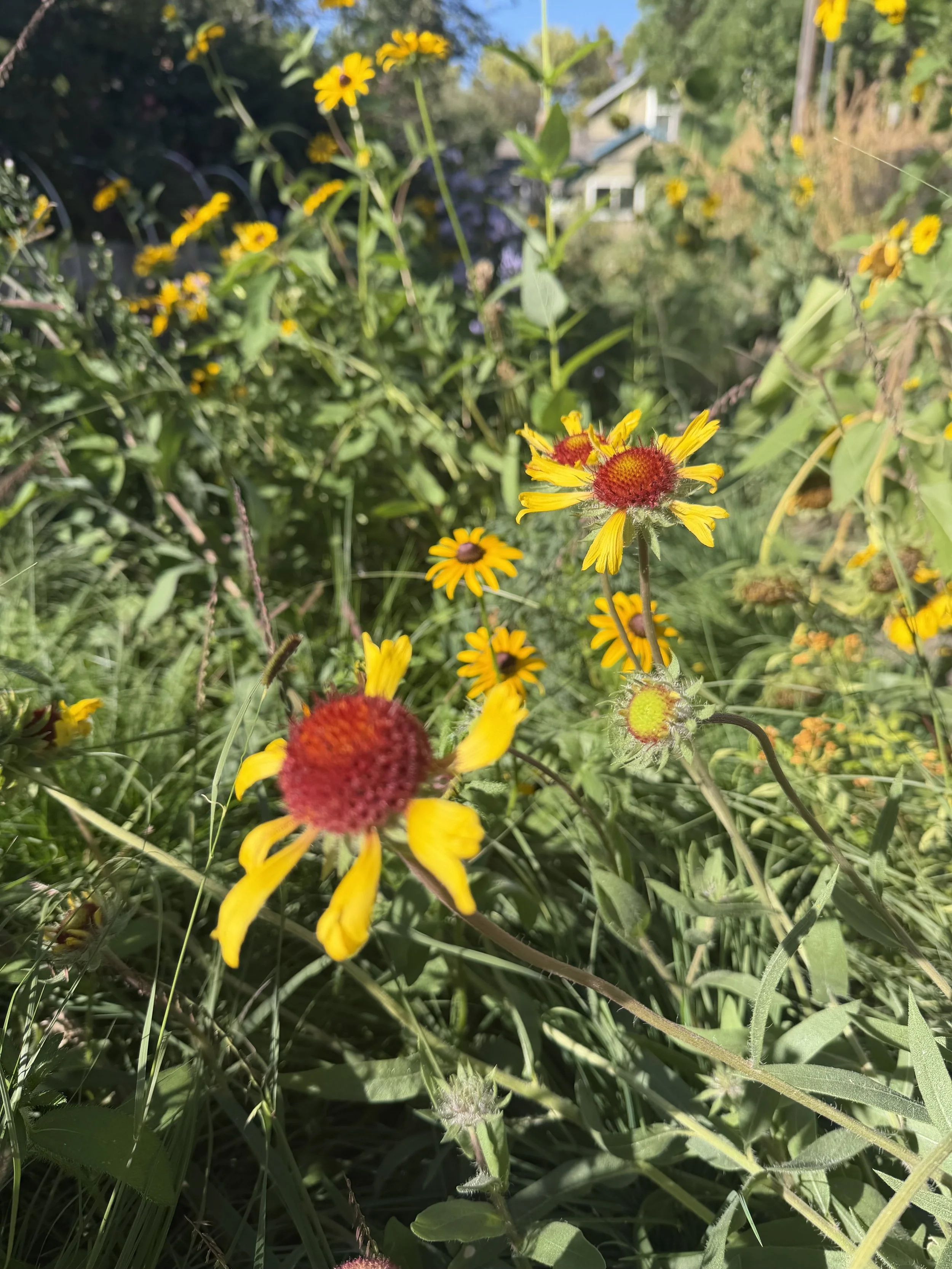 Close-up of yellow and red blanket flowers in a wildflower garden with a house and trees in the background.