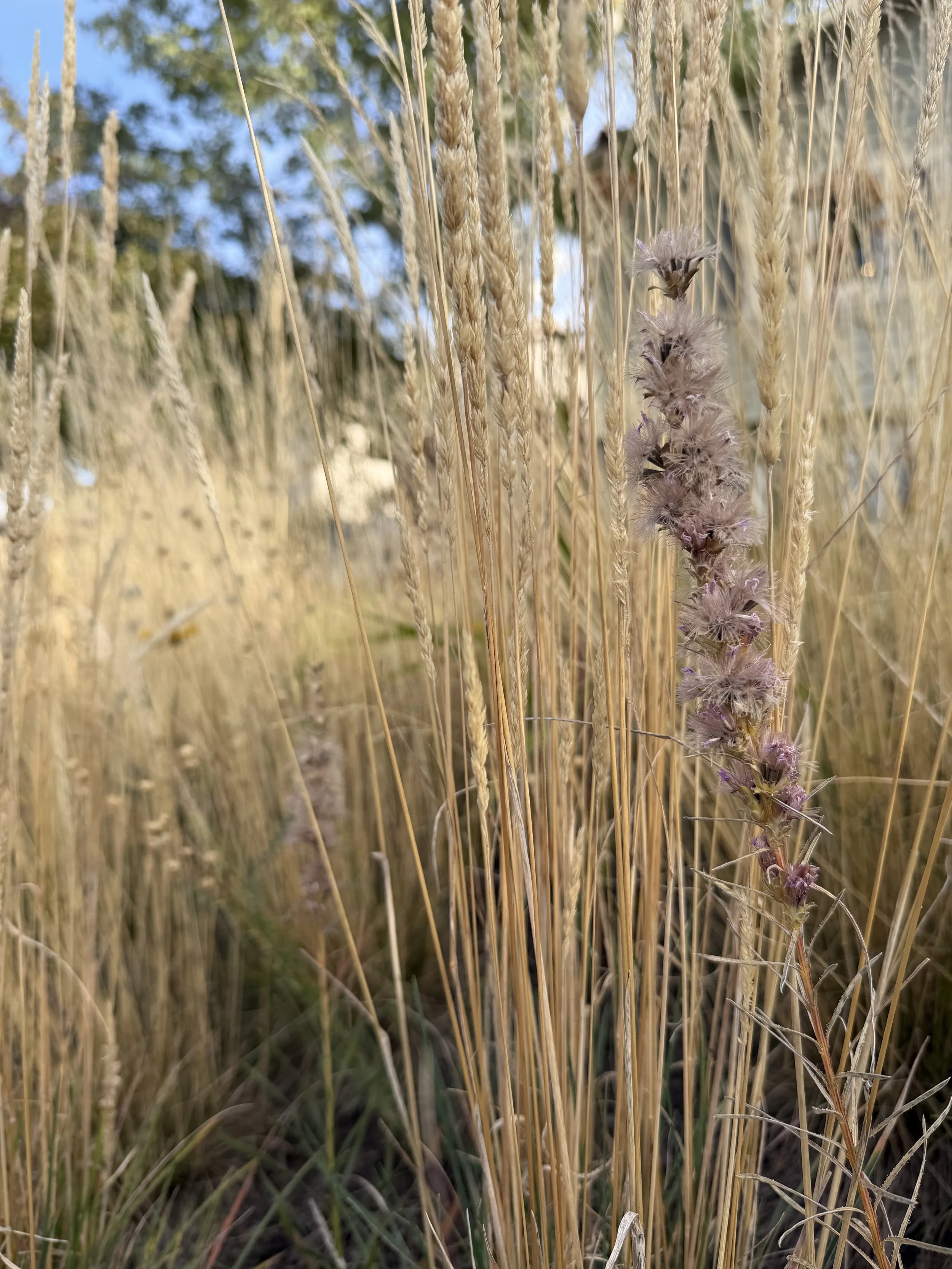 IMG_7172.jpeg