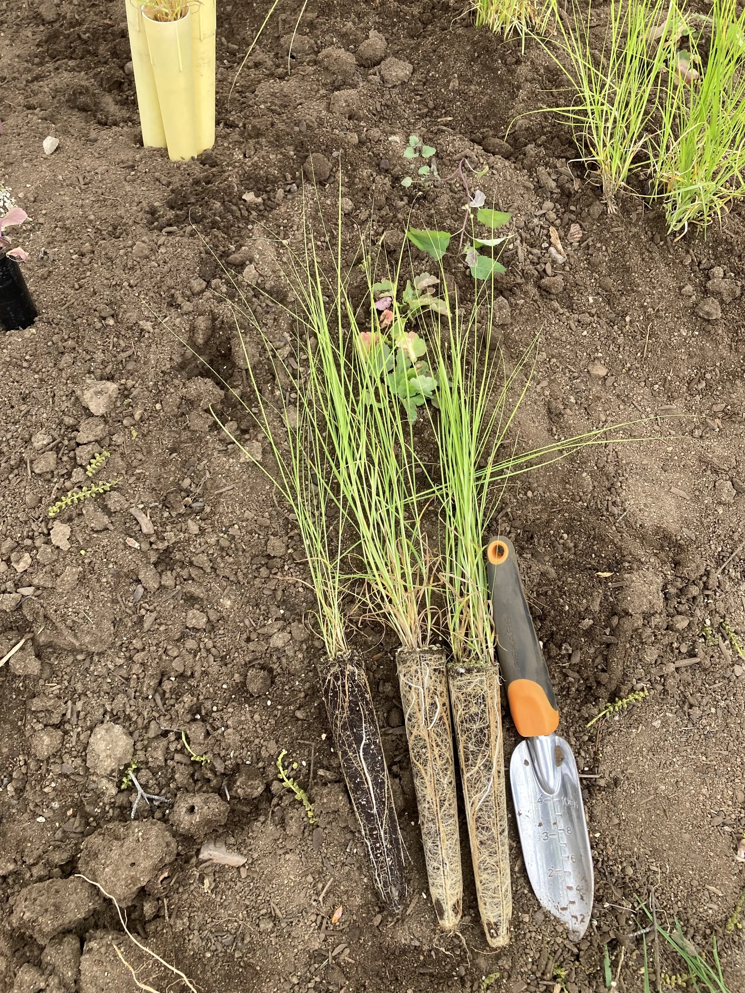 Three freshly dug plants with visible roots and two in clear containers, a small trowel, and a garden bed with dark soil and some green plants.