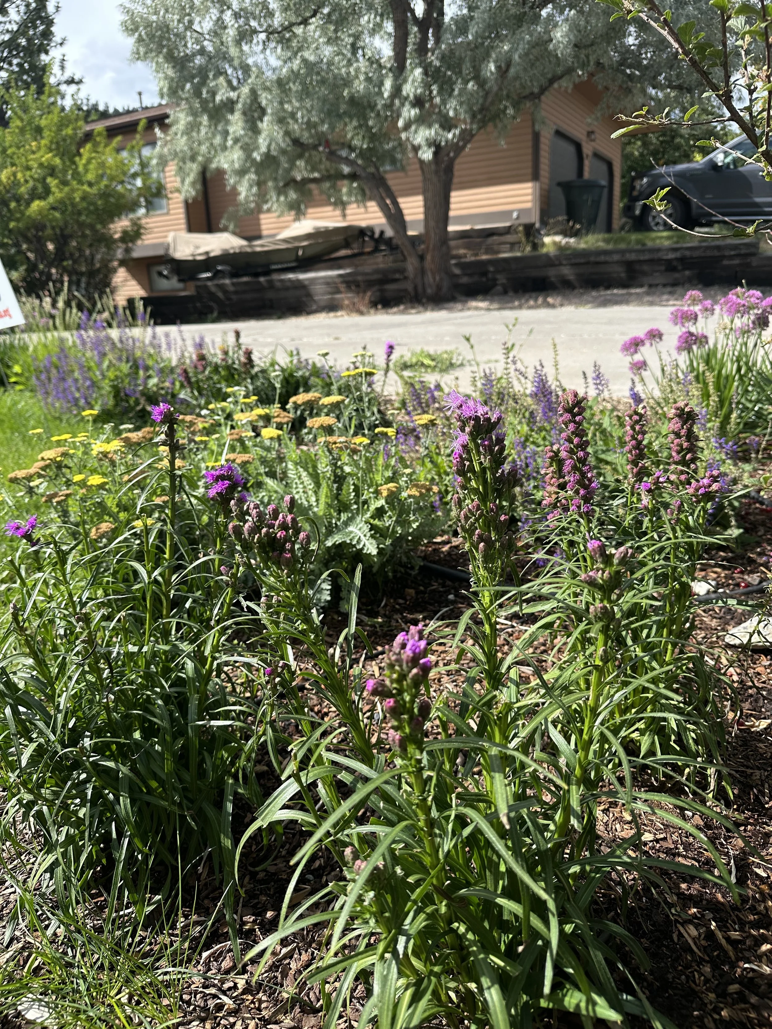 Close-up view of a flower garden with purple, yellow, and green plants, with a house, parked car, and trees in the background.