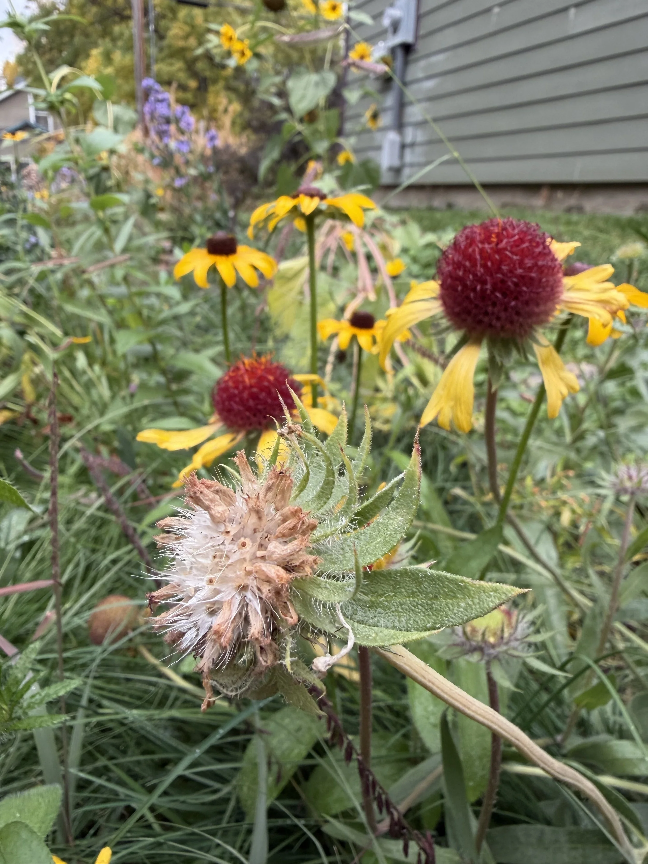 A garden filled with yellow and red blanket flowers, with a house or building in the background.