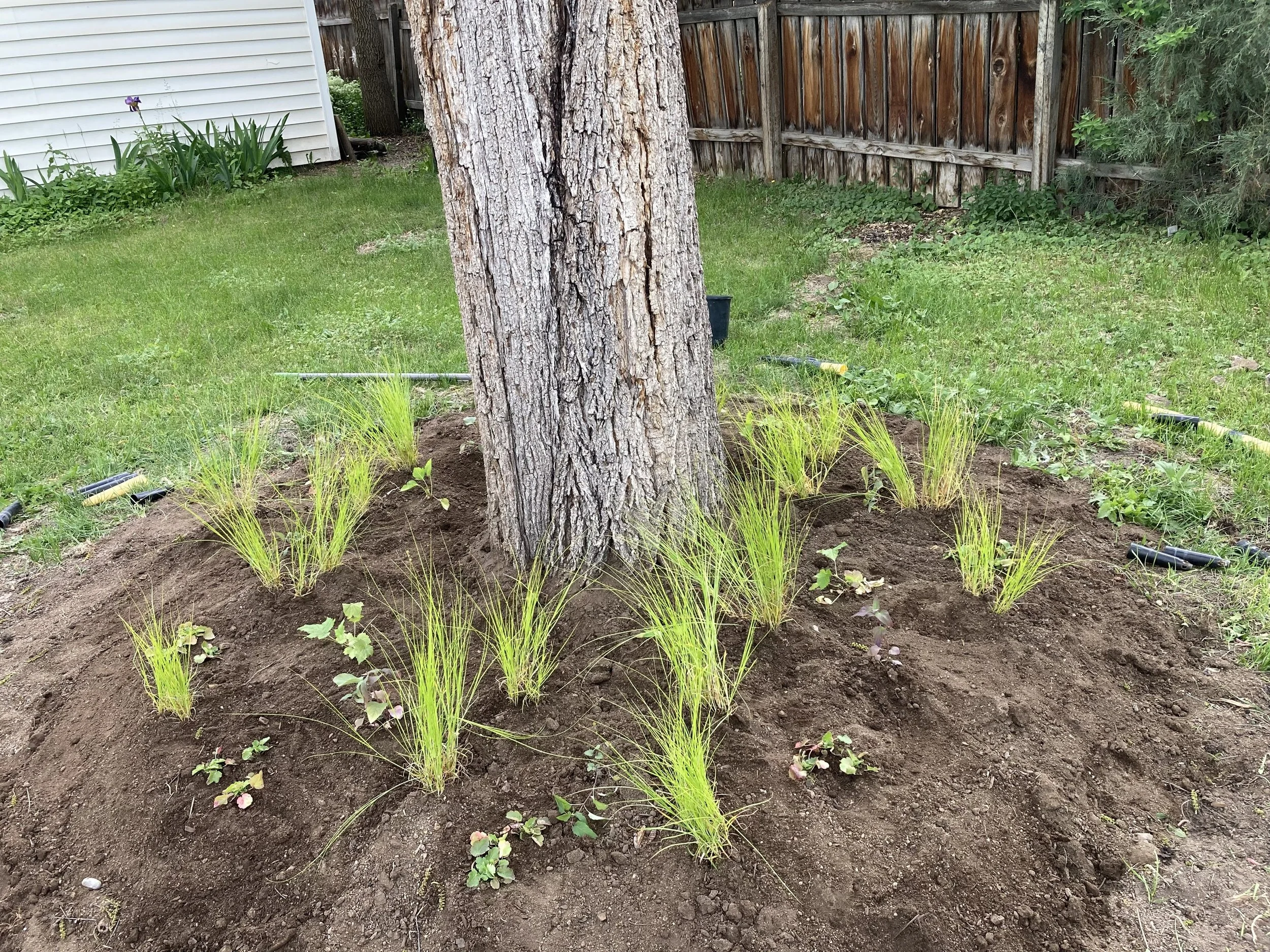 A garden bed around a tree with young green grass and small plants, with garden tools scattered nearby in a backyard with a fence and a house