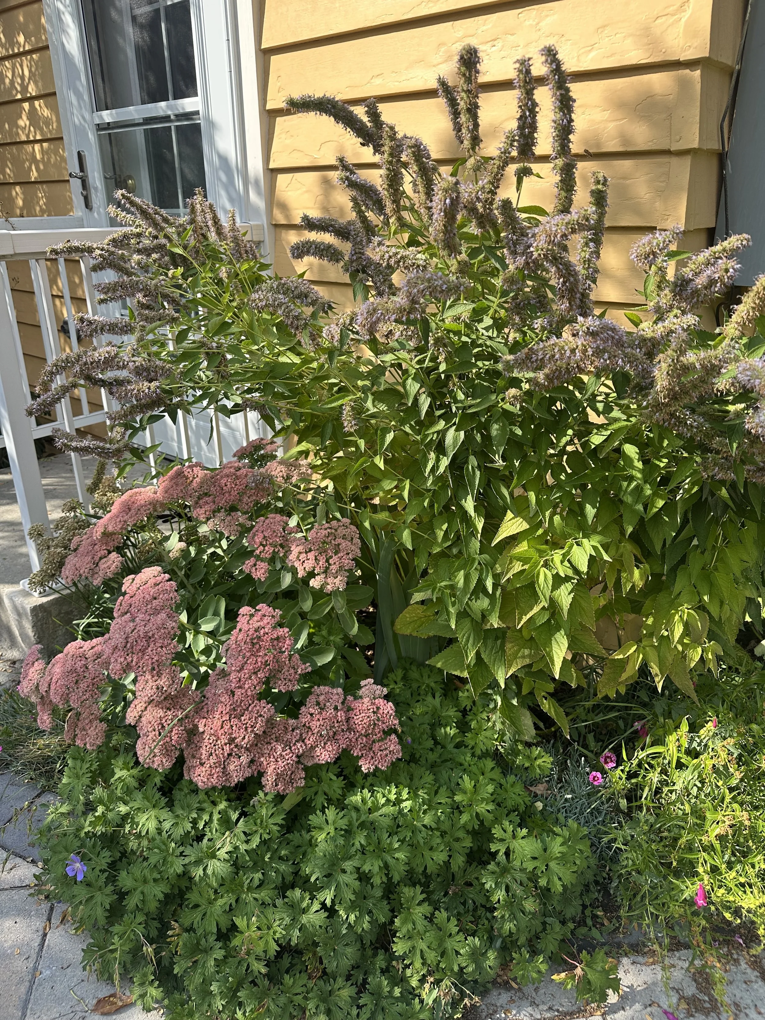 A garden with various flowering plants in front of a house wall. Pink and purple flowers with green foliage.