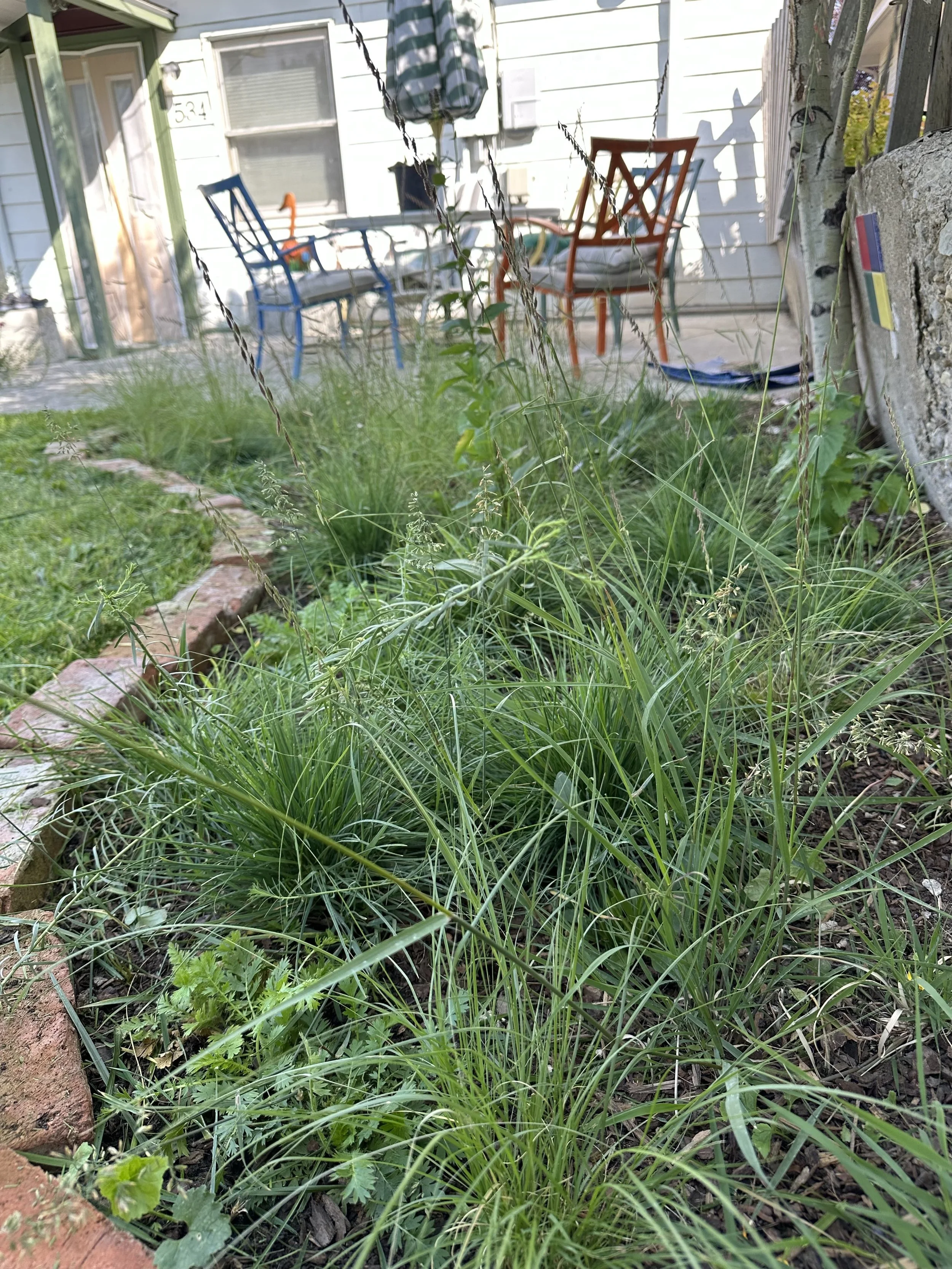 A lush meadow garden bed filled with tall green grasses and weeds in the foreground, with a backyard patio area featuring colorful chairs, a table, and an American flag sticker on a stone in the background.