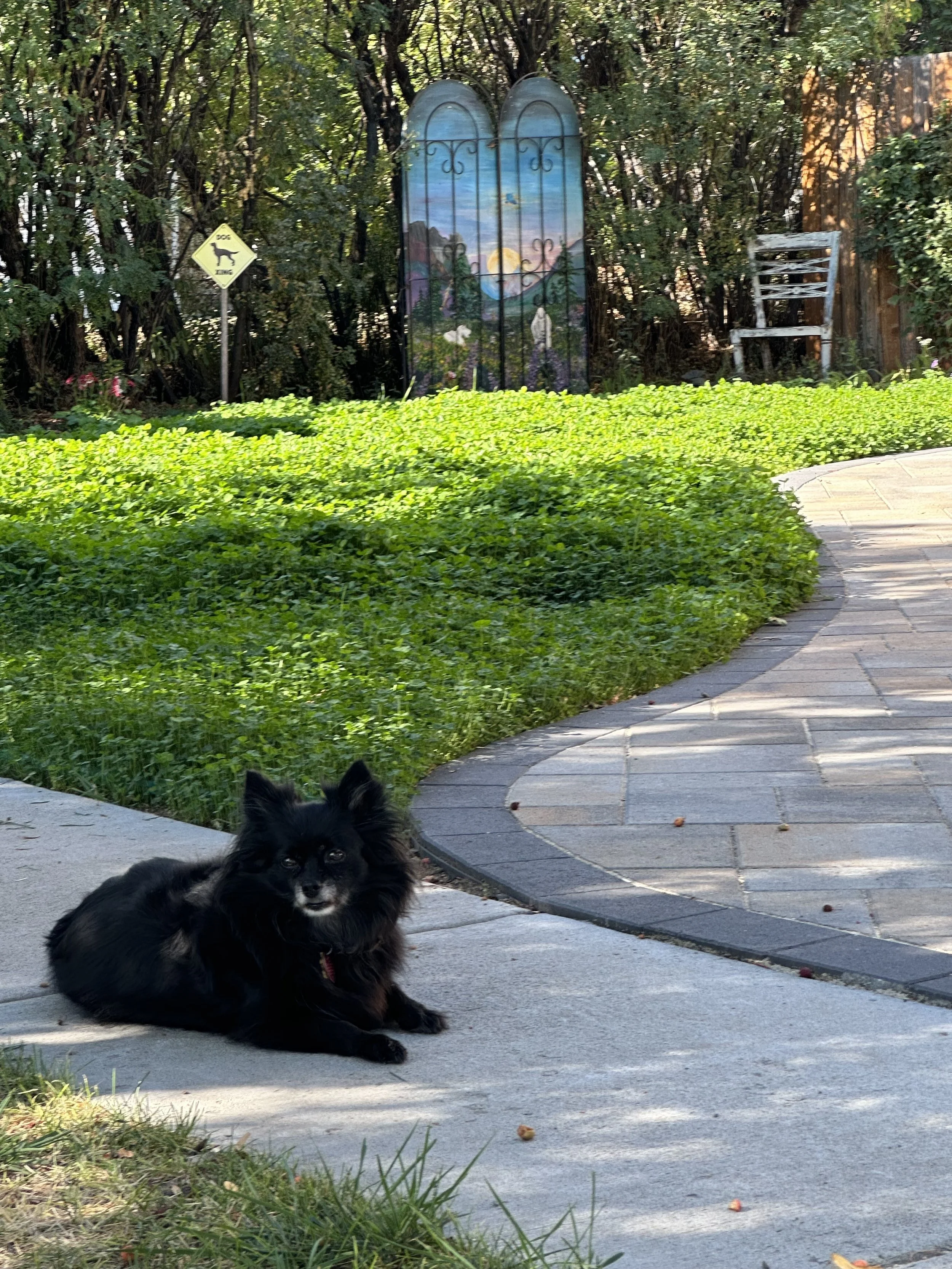Black dog lying on a concrete sidewalk beside a curved brick pathway in a garden with greenery. A decorative painted metal panel with a landscape scene, a wooden chair, and a yellow dog crossing sign are in the background.
